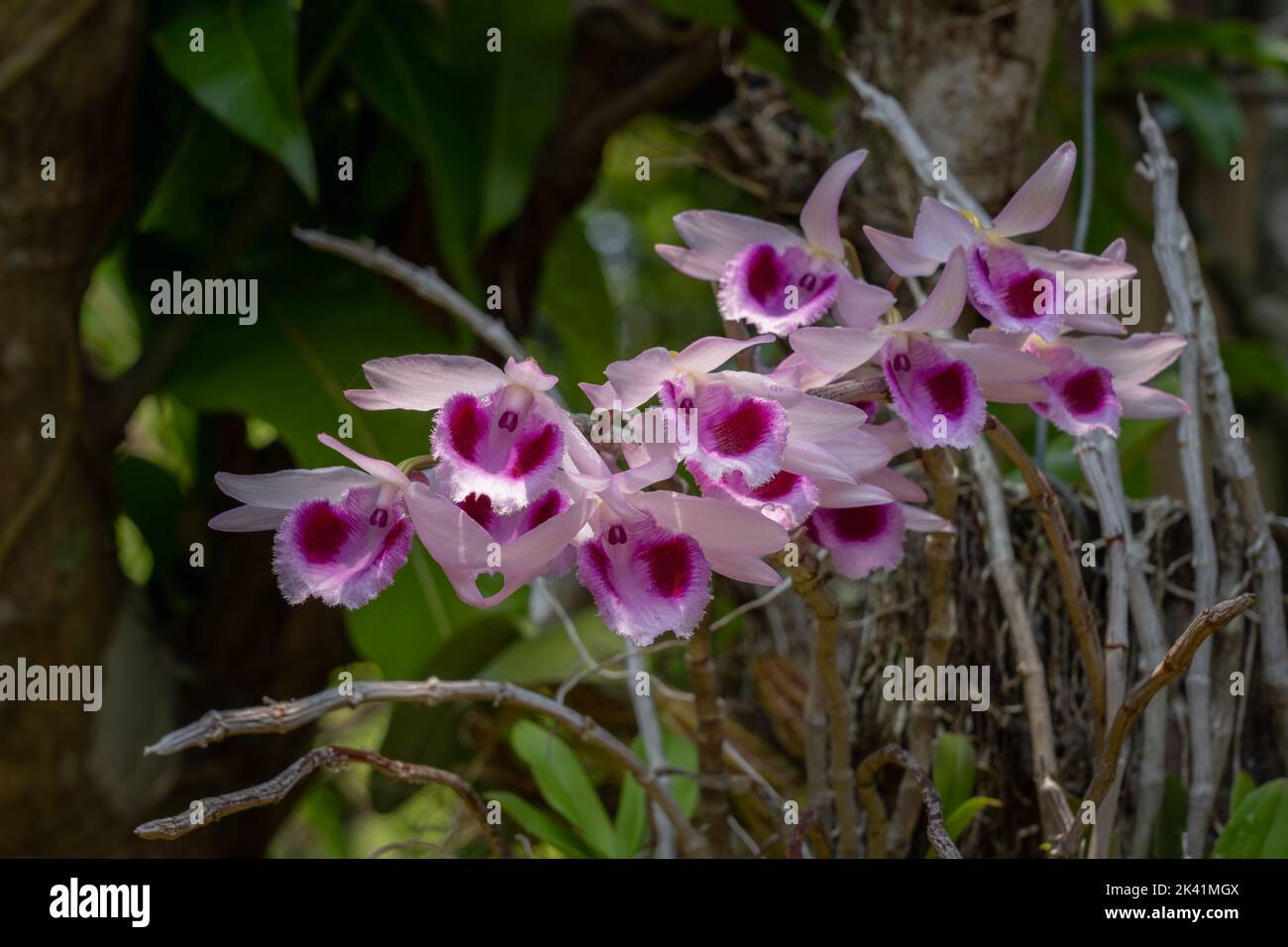 Closeup view of beautiful blooming pink and purple dendrobium anosmum orchid species on natural background Stock Photo
