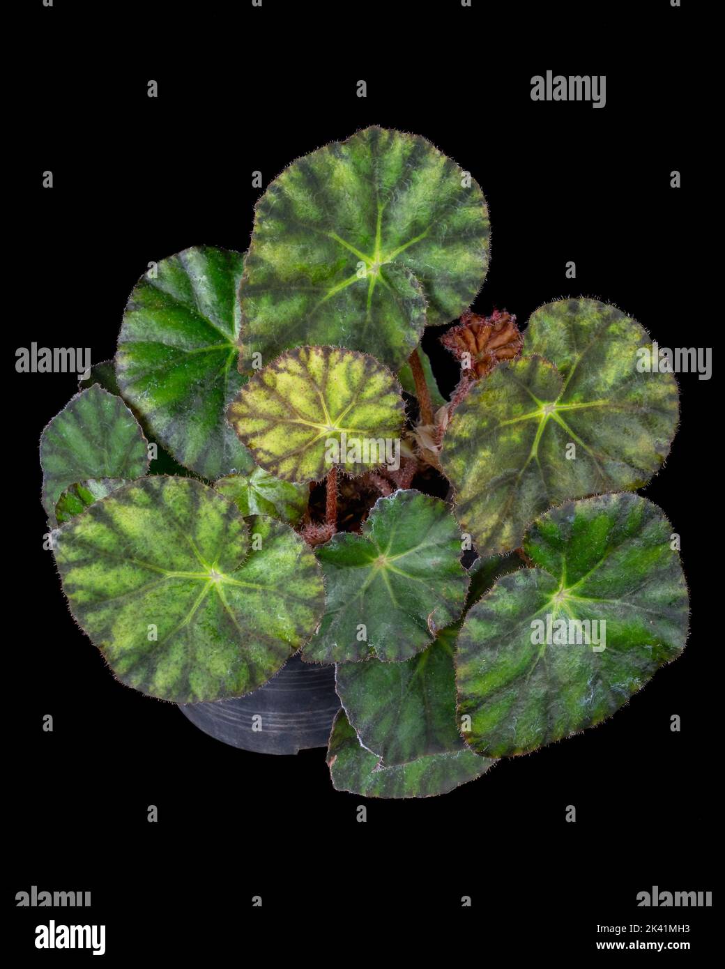 Beautiful begonia rex hybrid with contrasted green leaves isolated on black background Stock Photo