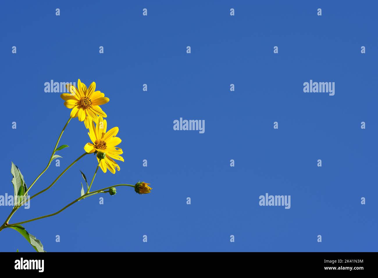 Flowers details of Jerusalem artichoke, Helianthus tuberosus, unroot ...