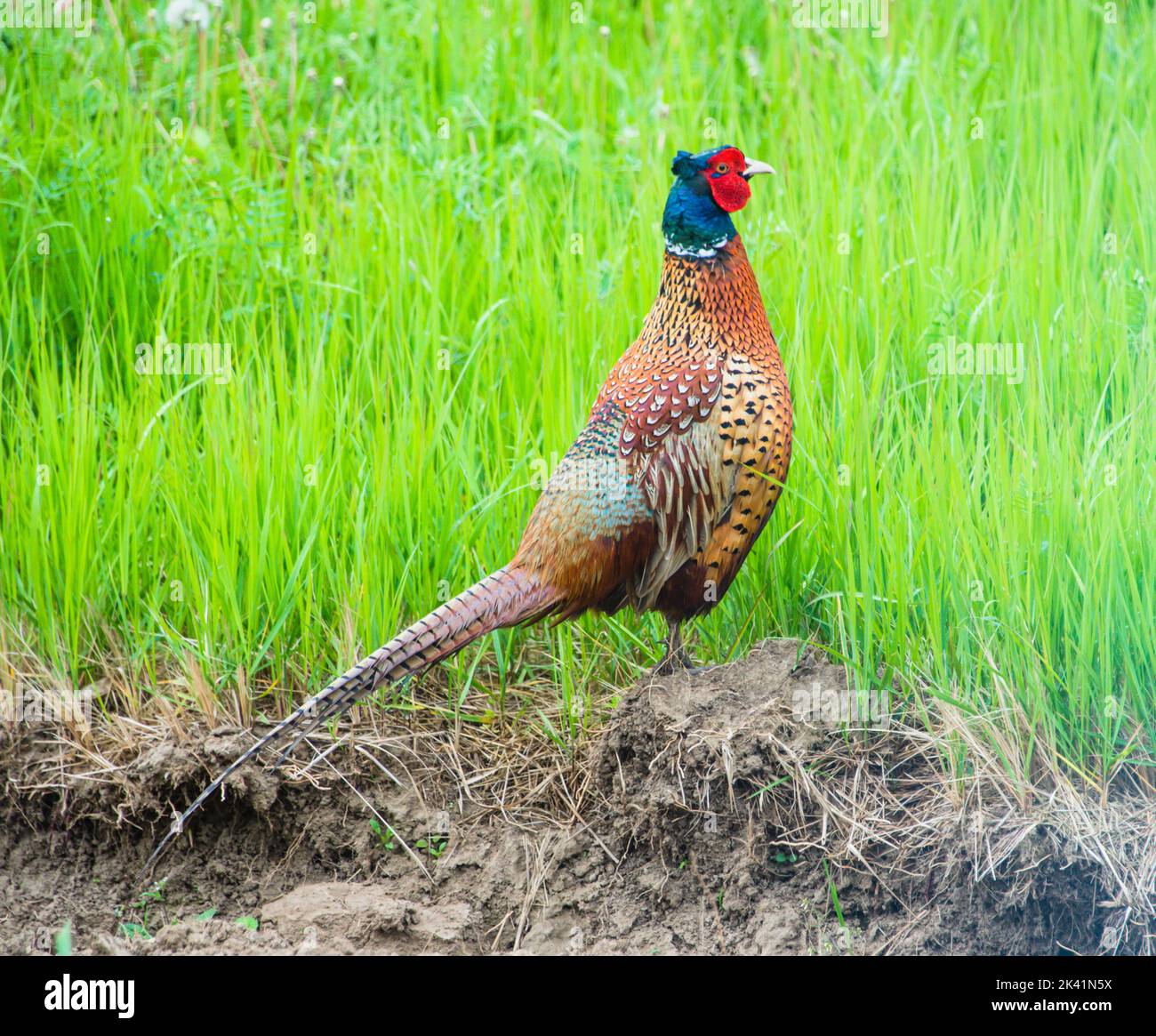 Ringneck Pheasant (Phasianus colchicus Stock Photo Alamy
