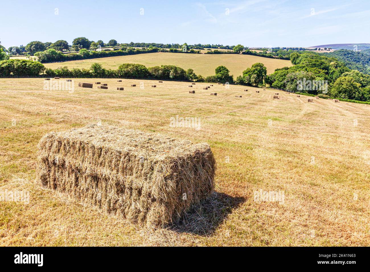 Square bales of hay in a mown field at Cloutsham in Exmoor National Park, Somerset UK Stock Photo