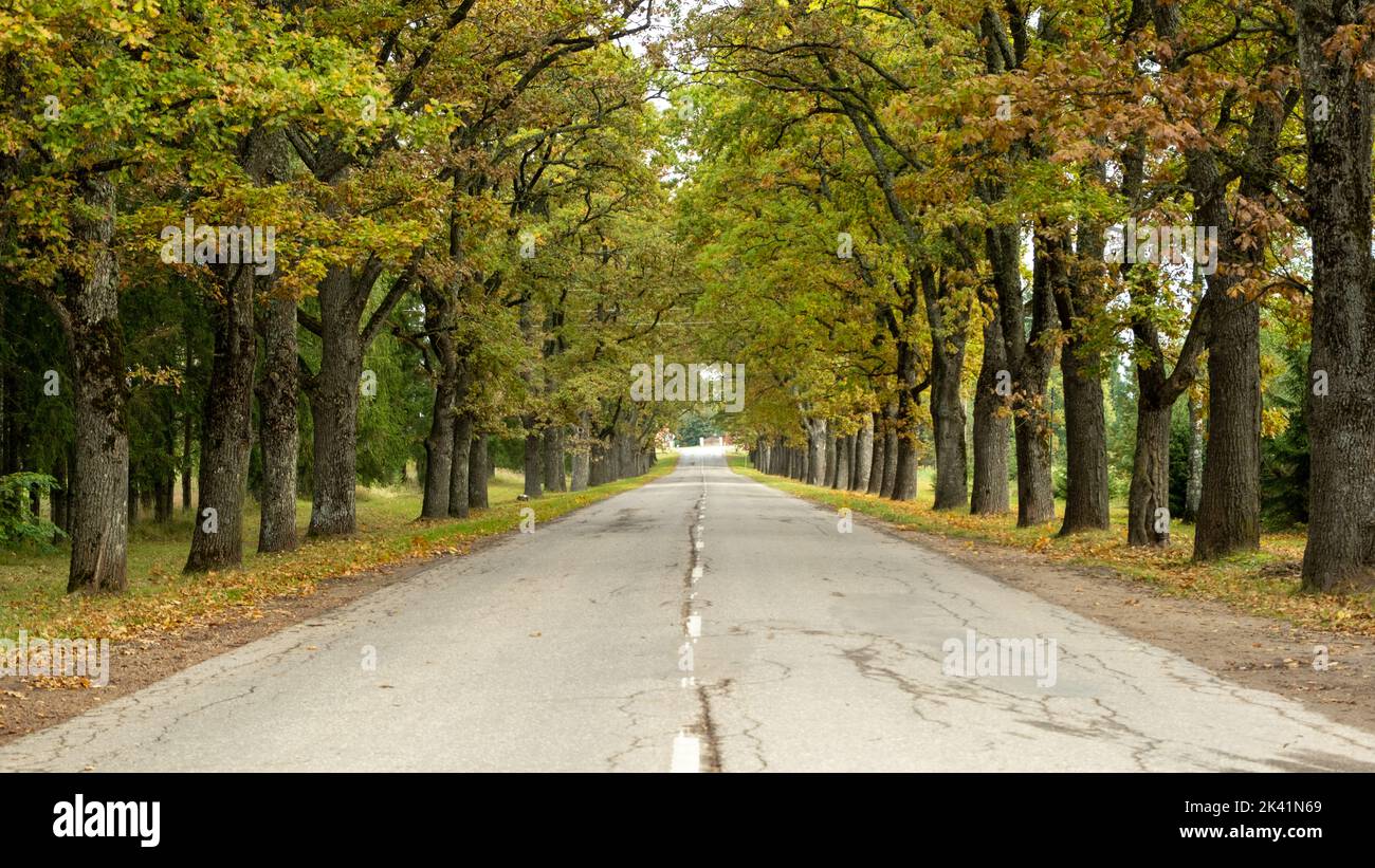 Oak alley plantation hi-res stock photography and images - Alamy