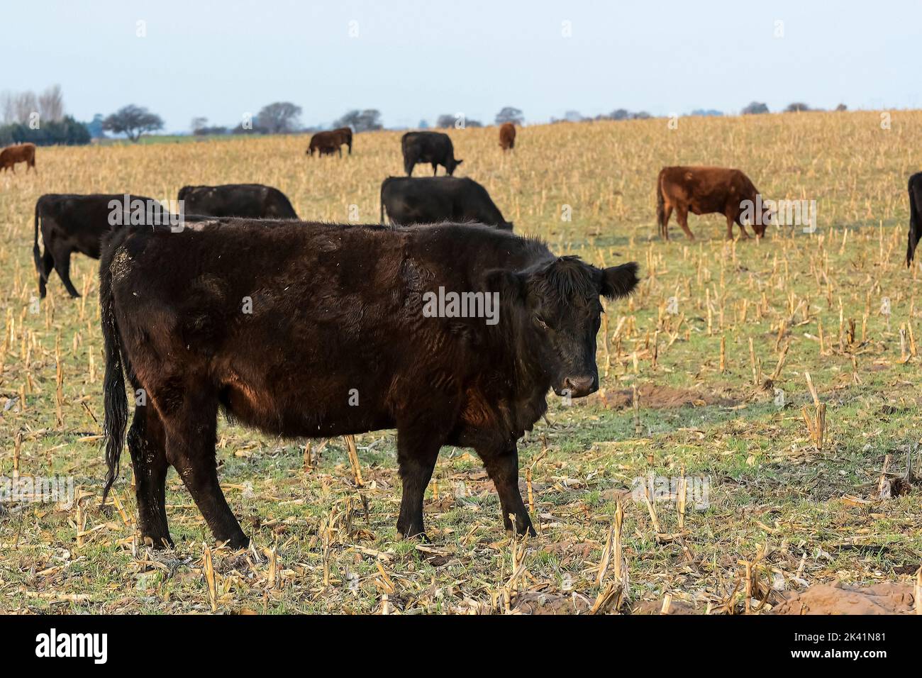 Cows raised with natural pastures, meat production in the Argentine ...