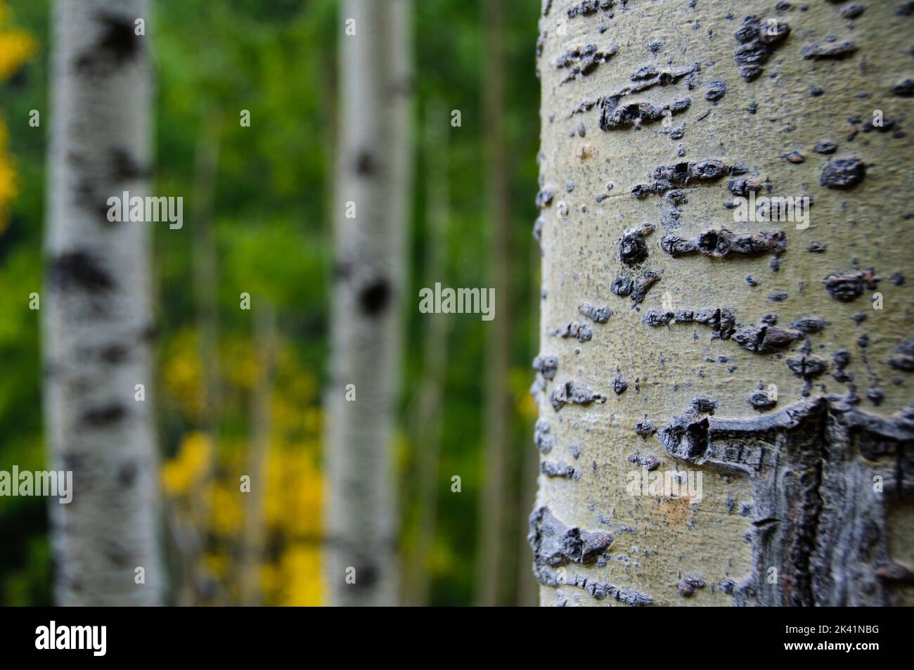 Abstract aspen trees hi-res stock photography and images - Alamy