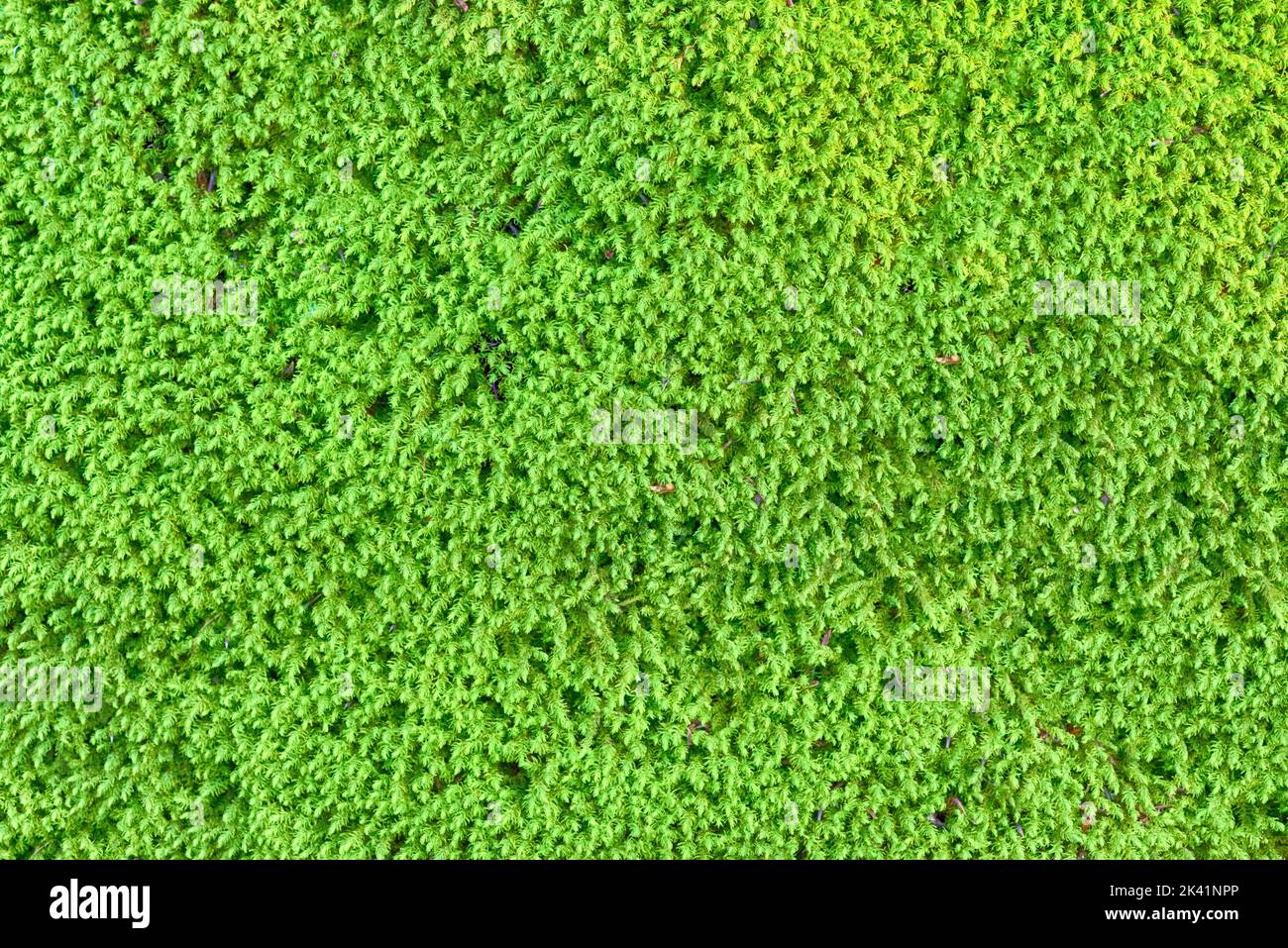 Mossy green swamp close hi-res stock photography and images - Alamy