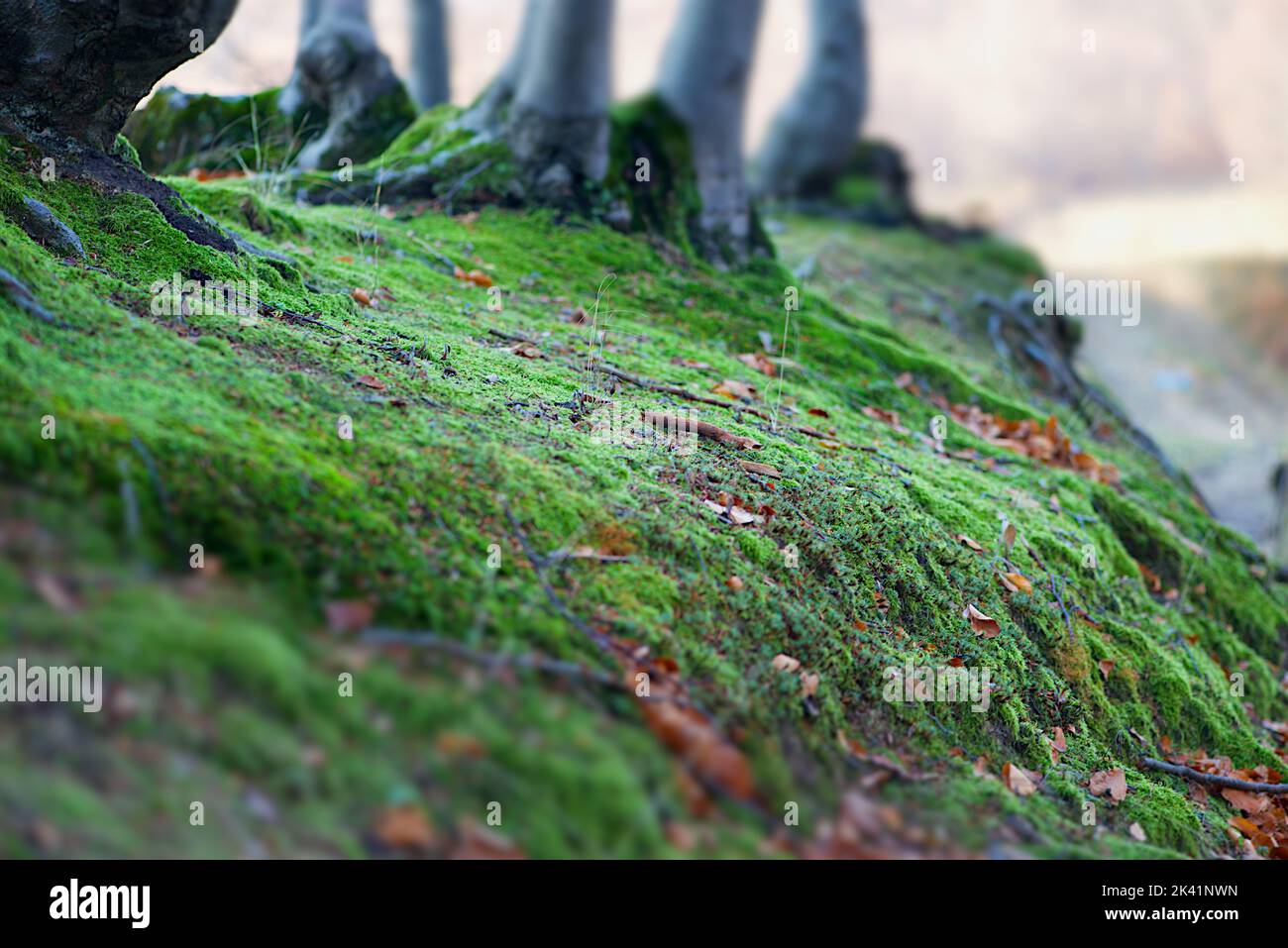 Trunk virgin forest oak tree hi-res stock photography and images - Alamy