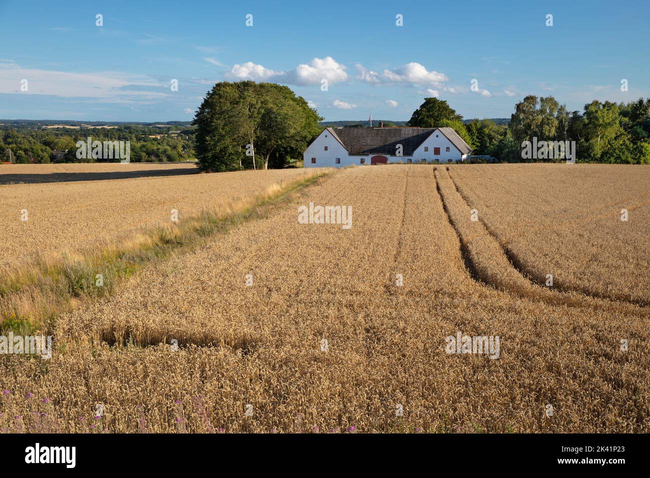 Golden wheat field with danish barn in background on sunny afternoon