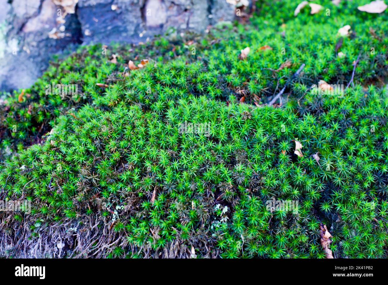 Moss In Close-up Shot Stock Photo