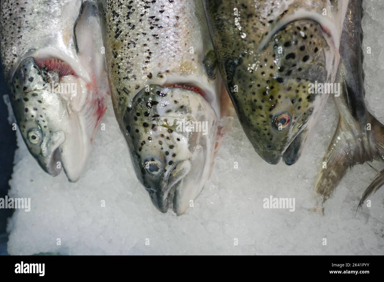 raw tuna fish on ice close up  Stock Photo