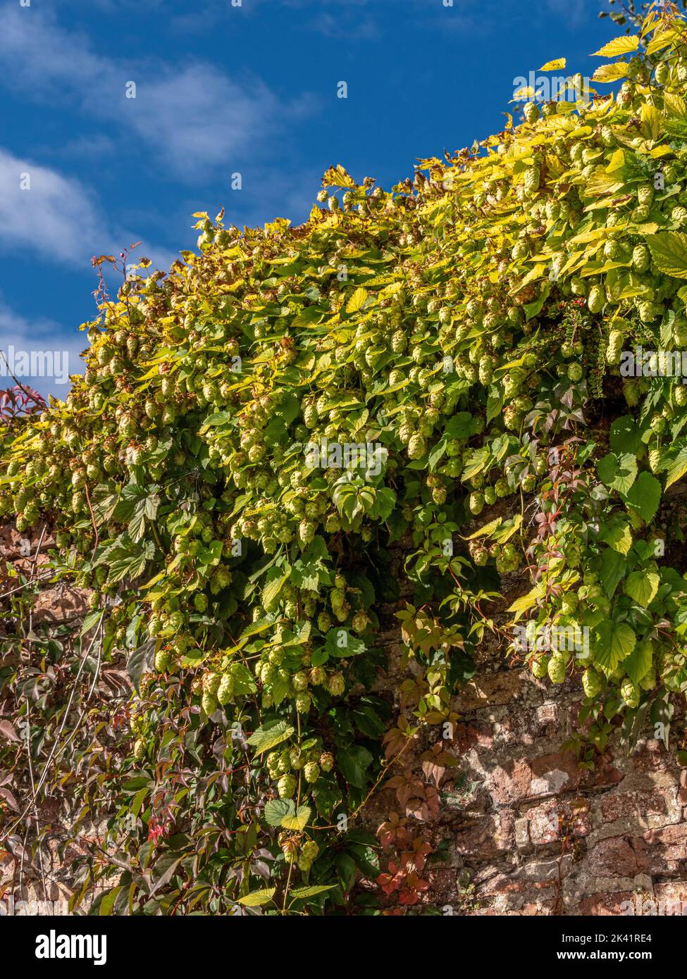 Hops growing over a garden wall in a UK garden. Stock Photo