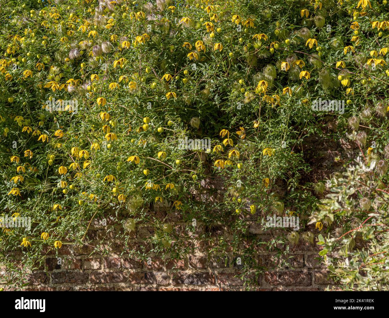 Yellow flowers of Clematis tangutica growing over a garden wall in late summer. Stock Photo