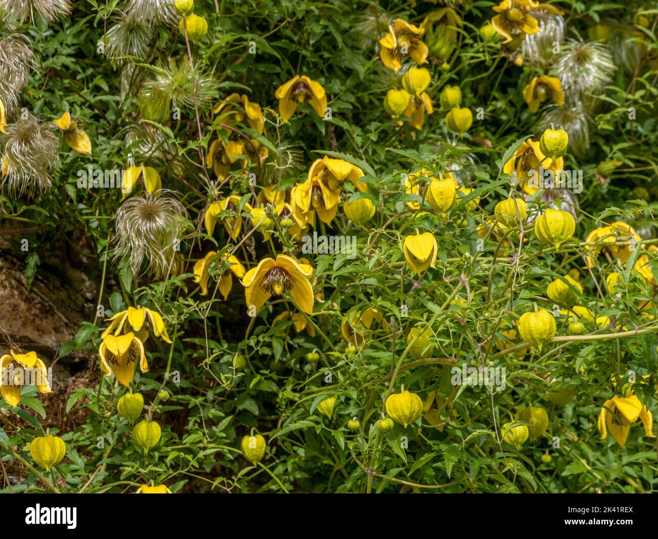 Yellow flowers of Clematis tangutica growing over a garden wall in late summer. Stock Photo