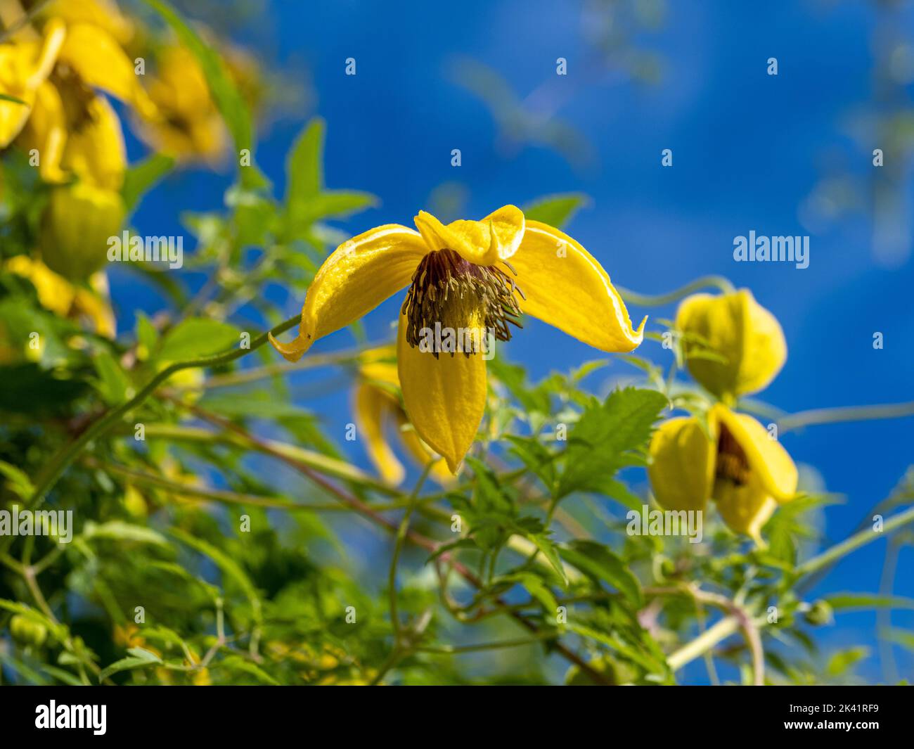 Closeup of the yellow flowers of Clematis tangutica growing in a UK garden in late summer. Stock Photo
