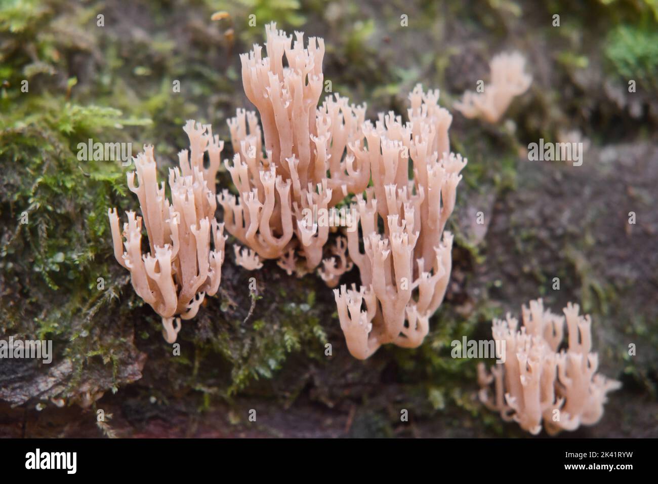 Artomyces pyxidatus wild mushroom. Crown coral or crown-tipped coral fungus. Selective focus. Stock Photo