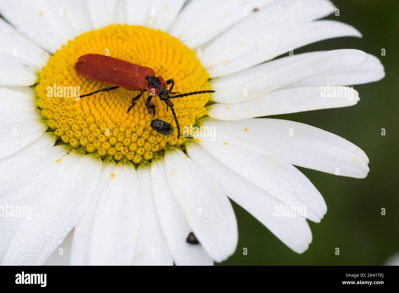 Rüssel-Rotdeckenkäfer, Rotdeckenkäfer, Rotdecken-Käfer, Blütenbesuch auf Margerite, Lygistopterus sanguineus, Net-winged beetle, la lycie sanguine, Ly Stock Photo