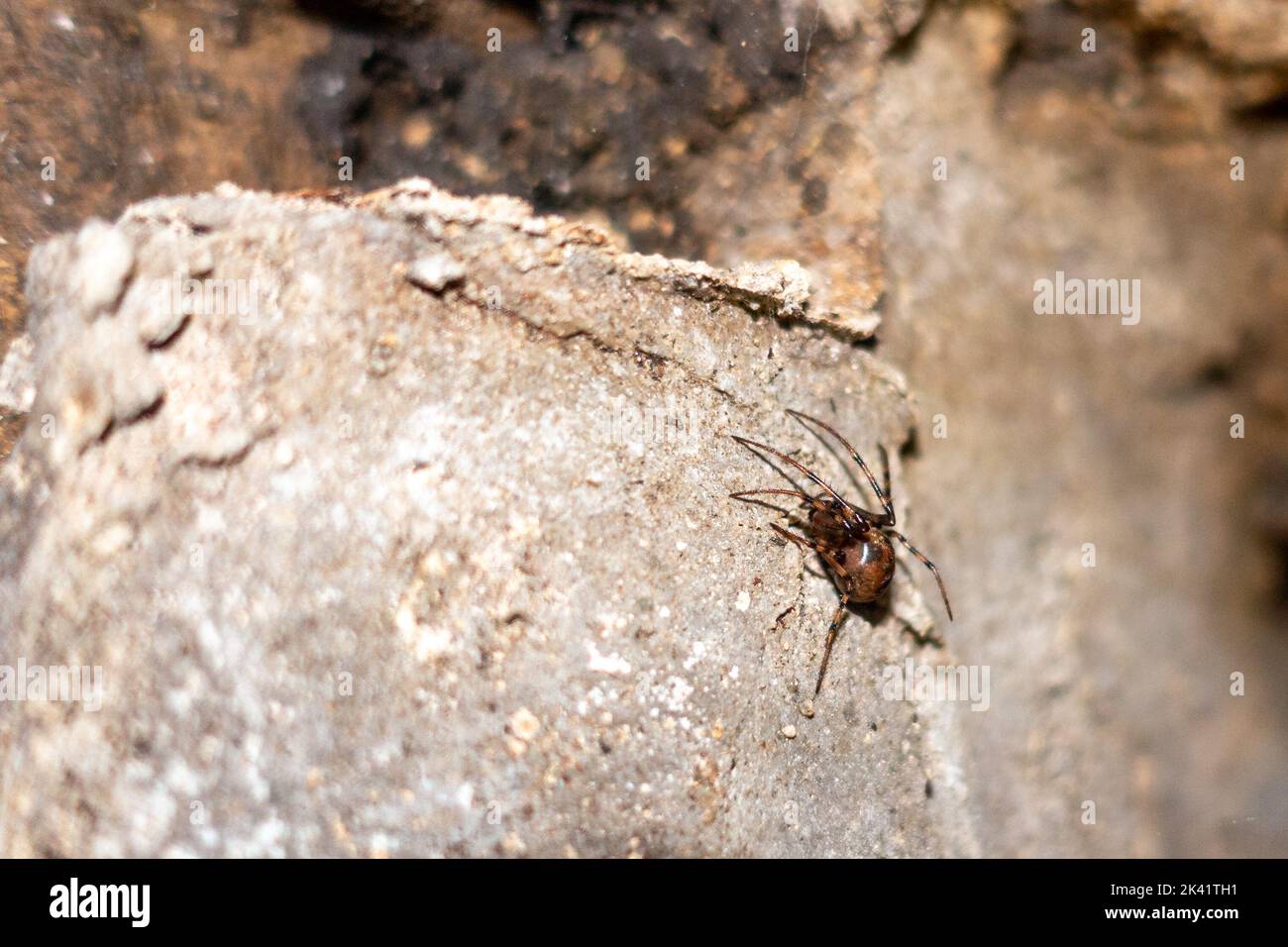 Cave spider (Meta menardi) inside the renovated icehouse at Bewerley which is near Pateley Bridge, North Yorkshire, England, UK Stock Photo