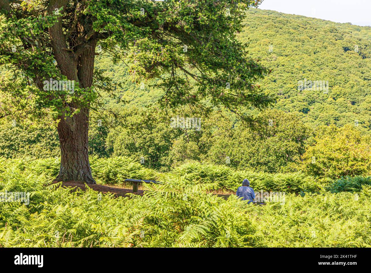 A middle aged lady sitting under a tree and reading a book in a woodland setting at Cloutsham in Exmoor National Park, Somerset UK Stock Photo