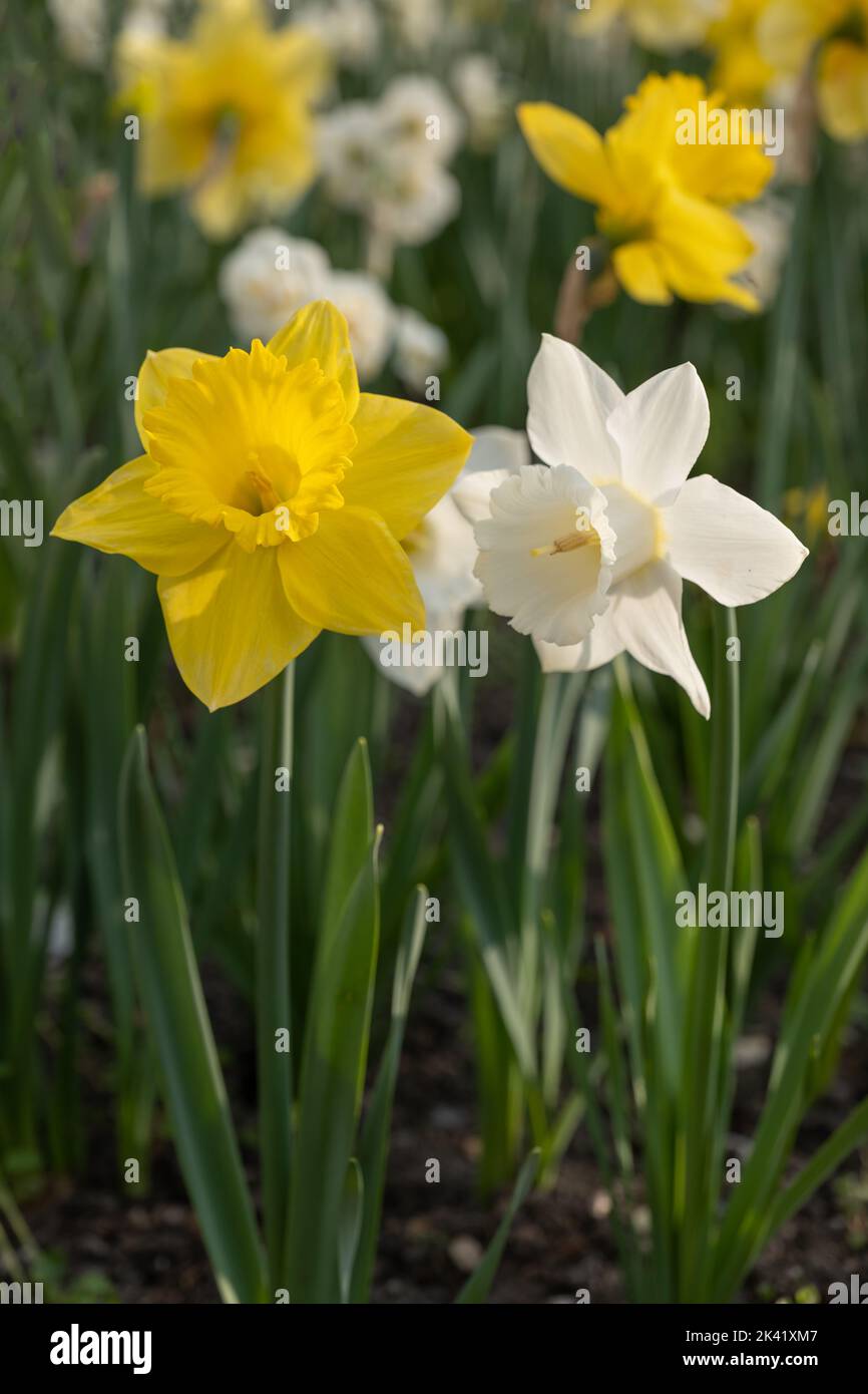 Narcissus daffodil blooming flowers, spring flowering perennial plant of the amaryllis family Amaryllidaceae. Stock Photo