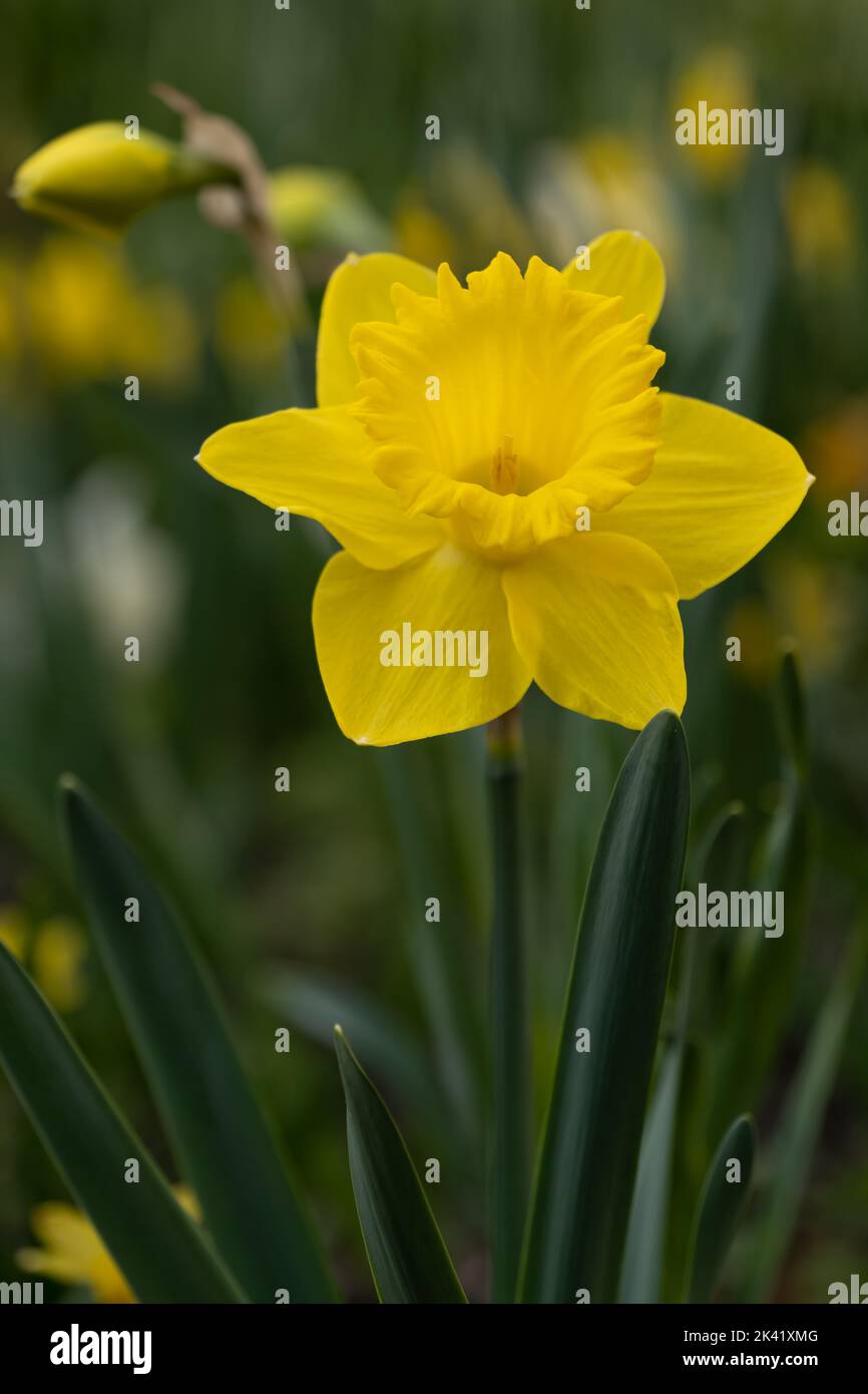 Narcissus daffodil blooming yellow flower, spring flowering perennial plant of the amaryllis family Amaryllidaceae. Stock Photo