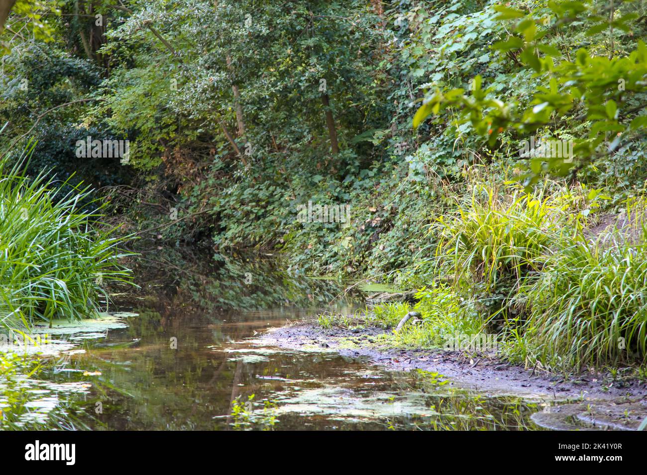 View of the Hogsmill River in Autumn, Ewell, Epsom, Surrey, England, UK, September 2022 Stock Photo
