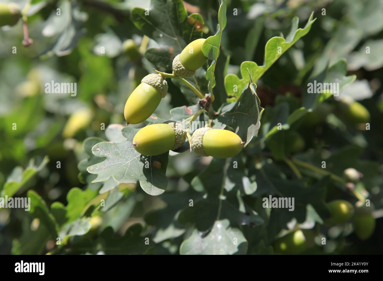 The English Oak acorn, or oaknut, with leaves foliage, nut of the oaks and relatives (genera Quercus and Lithocarpus, family Fagaceae) Stock Photo