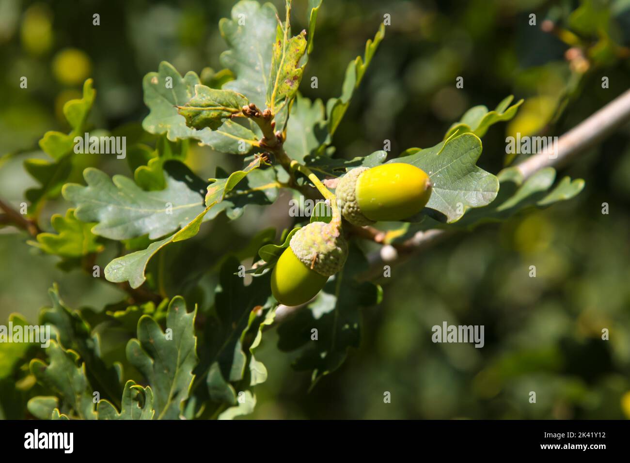 The English Oak acorn, or oaknut, with leaves foliage, nut of the oaks and relatives (genera Quercus and Lithocarpus, family Fagaceae) Stock Photo