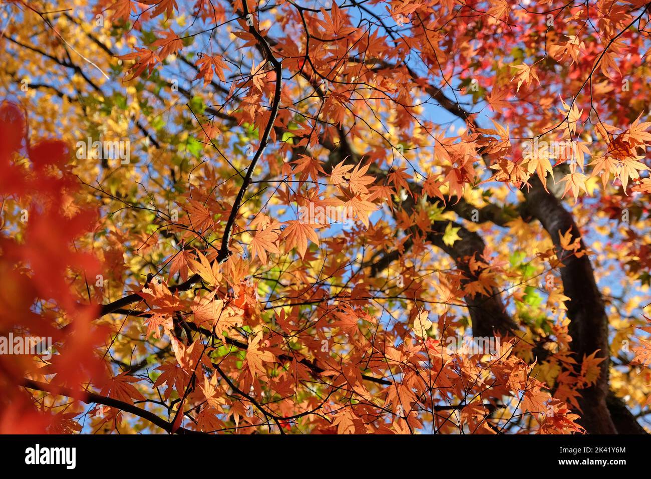 Japanese maple acer palmatum hi-res stock photography and images - Alamy
