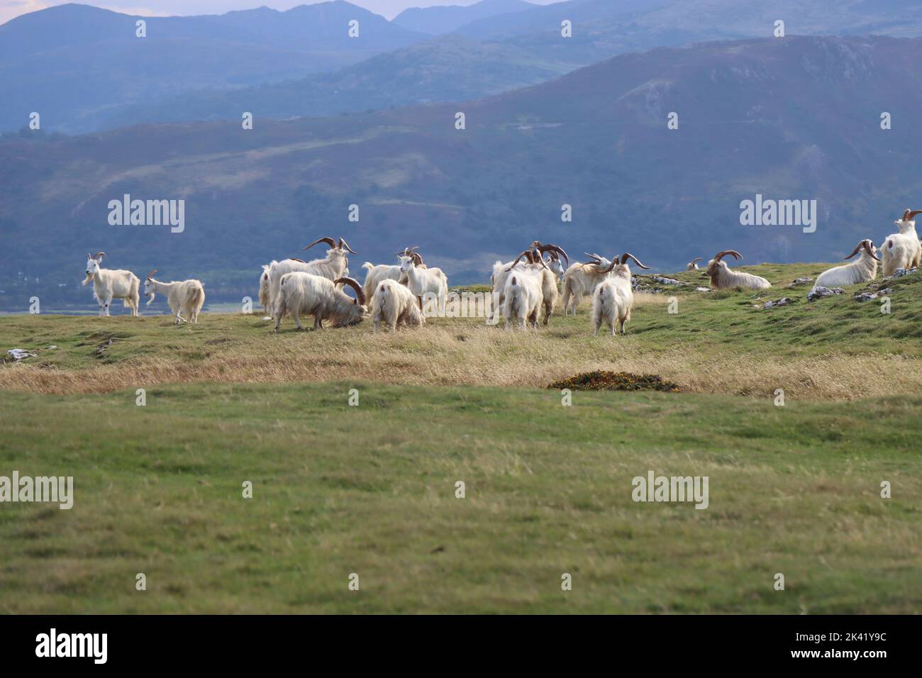 Kashmiri Goats on the Great Orme, near Llandudno, North Wales Stock Photo