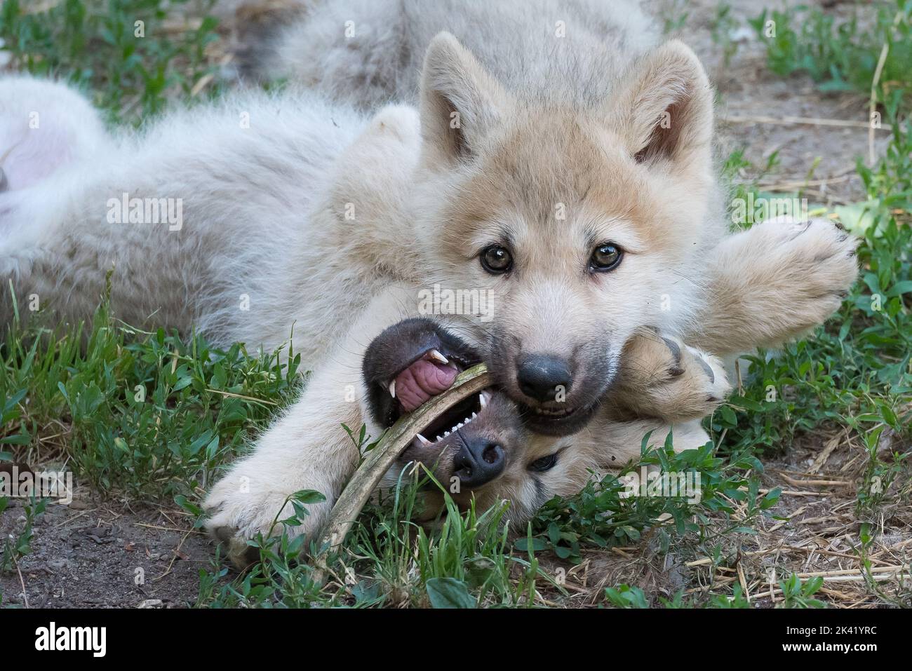 Arctic wolf pups playing Stock Photo