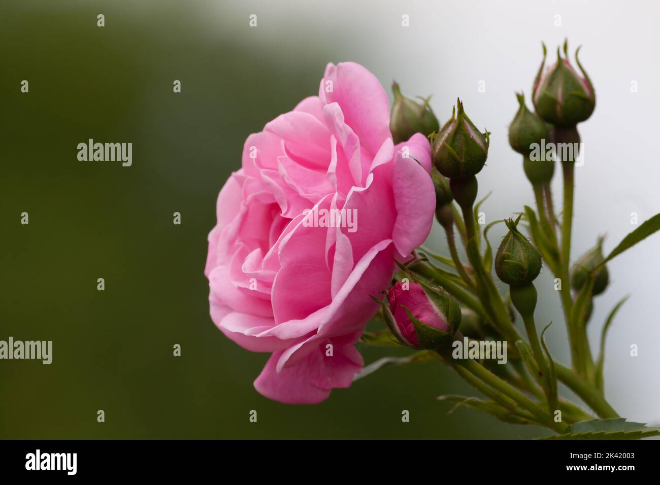 Close-up of pink rose Stock Photo - Alamy