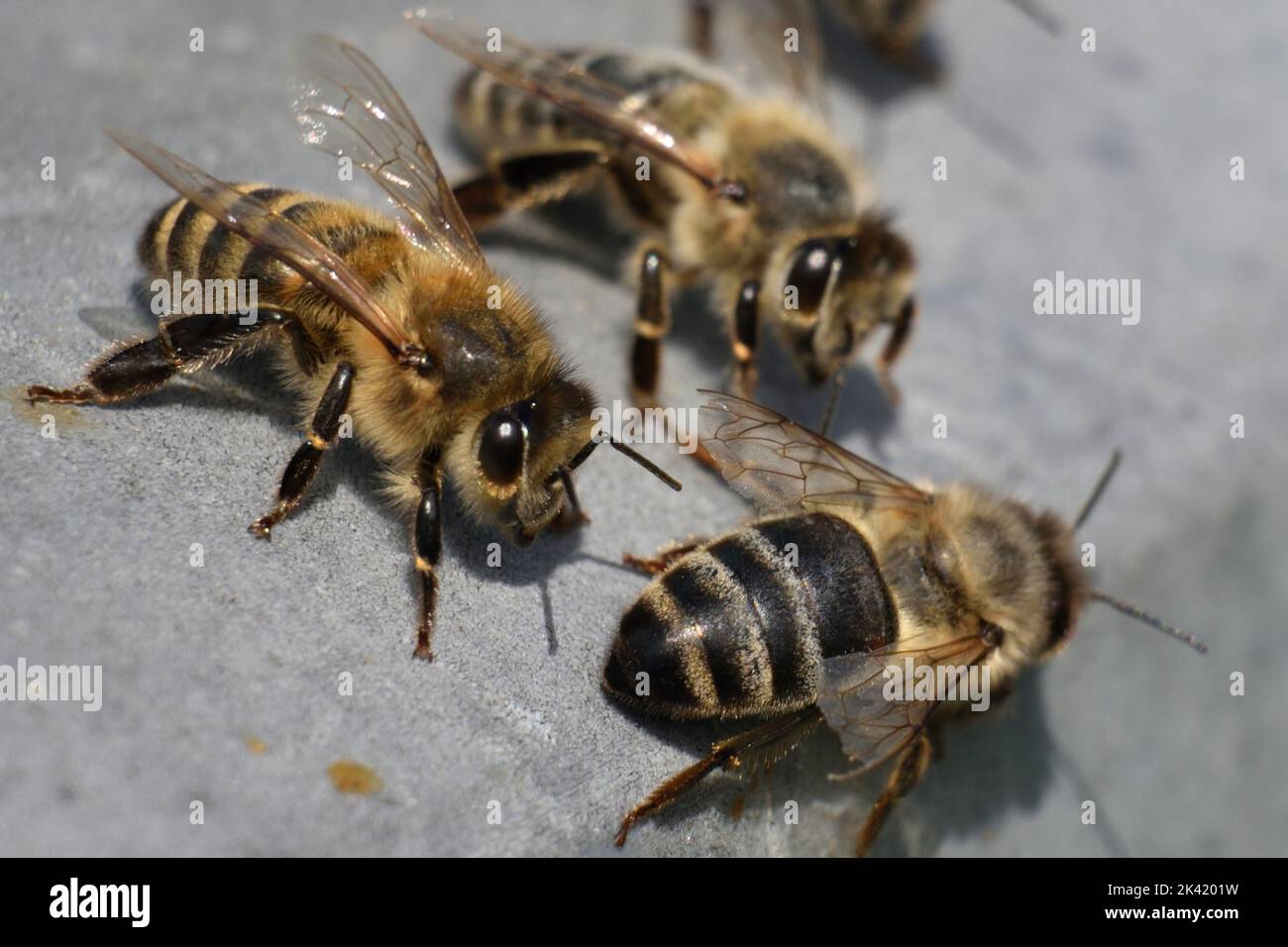 The bee on the exit is getting ready to fly Stock Photo - Alamy
