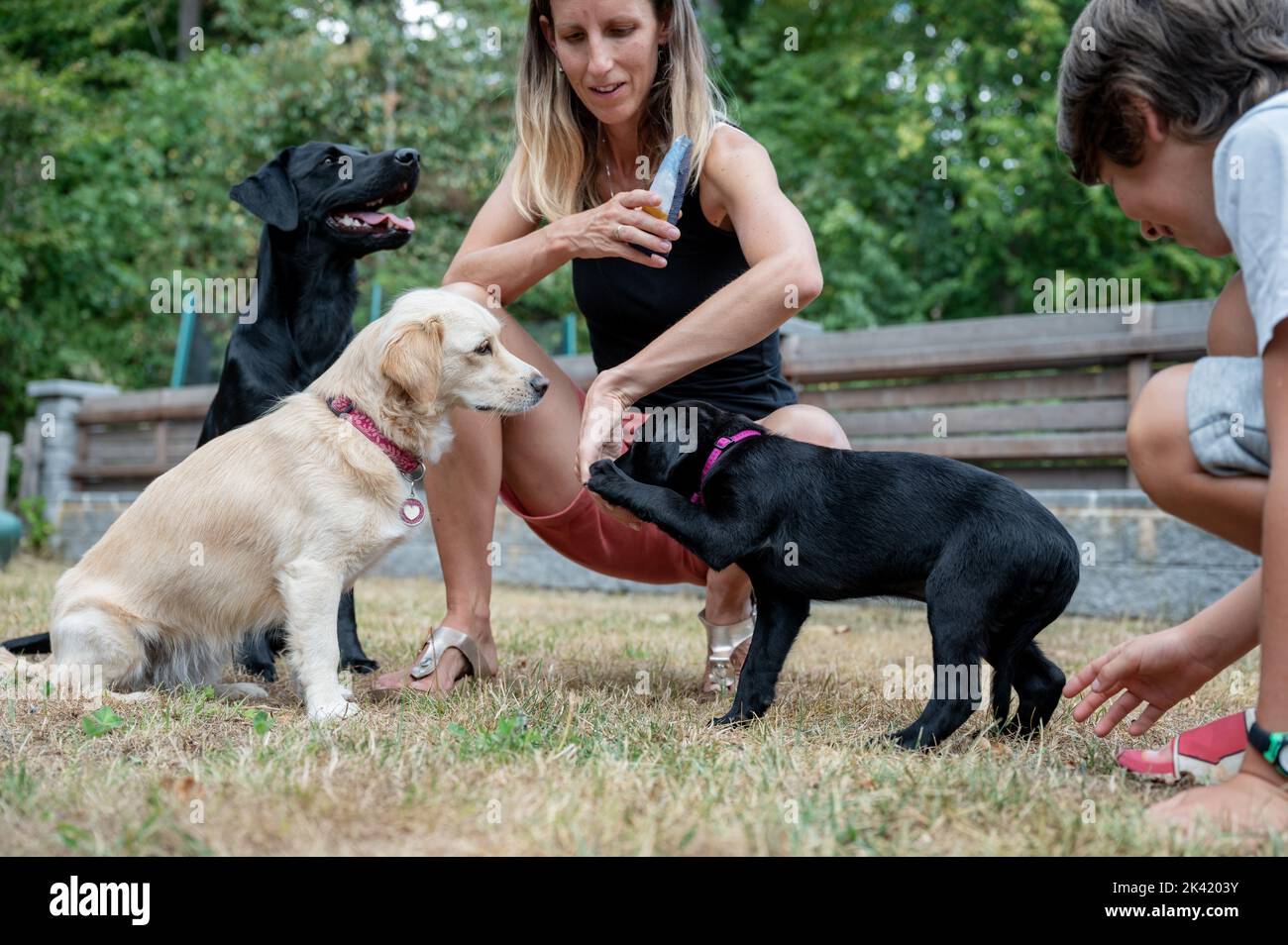 Caucasian female dog owner obedience training her three dogs, two labrador retrievers and a mixed breed, outside in backyard. Stock Photo