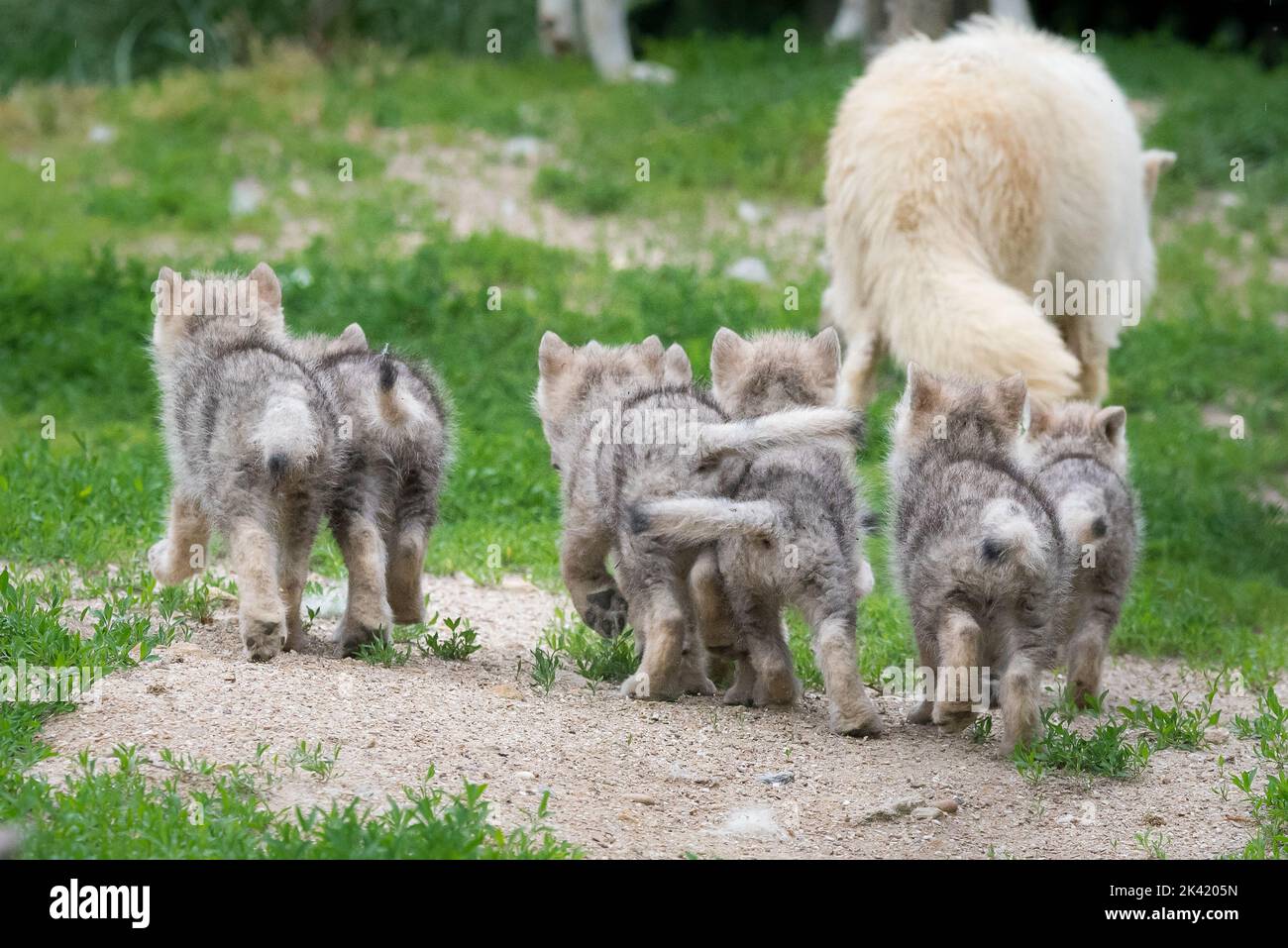 Arctic wolf with pups Stock Photo