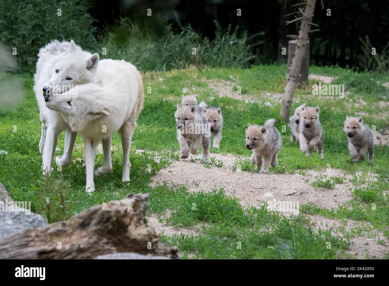 Arctic wolf with pups Stock Photo