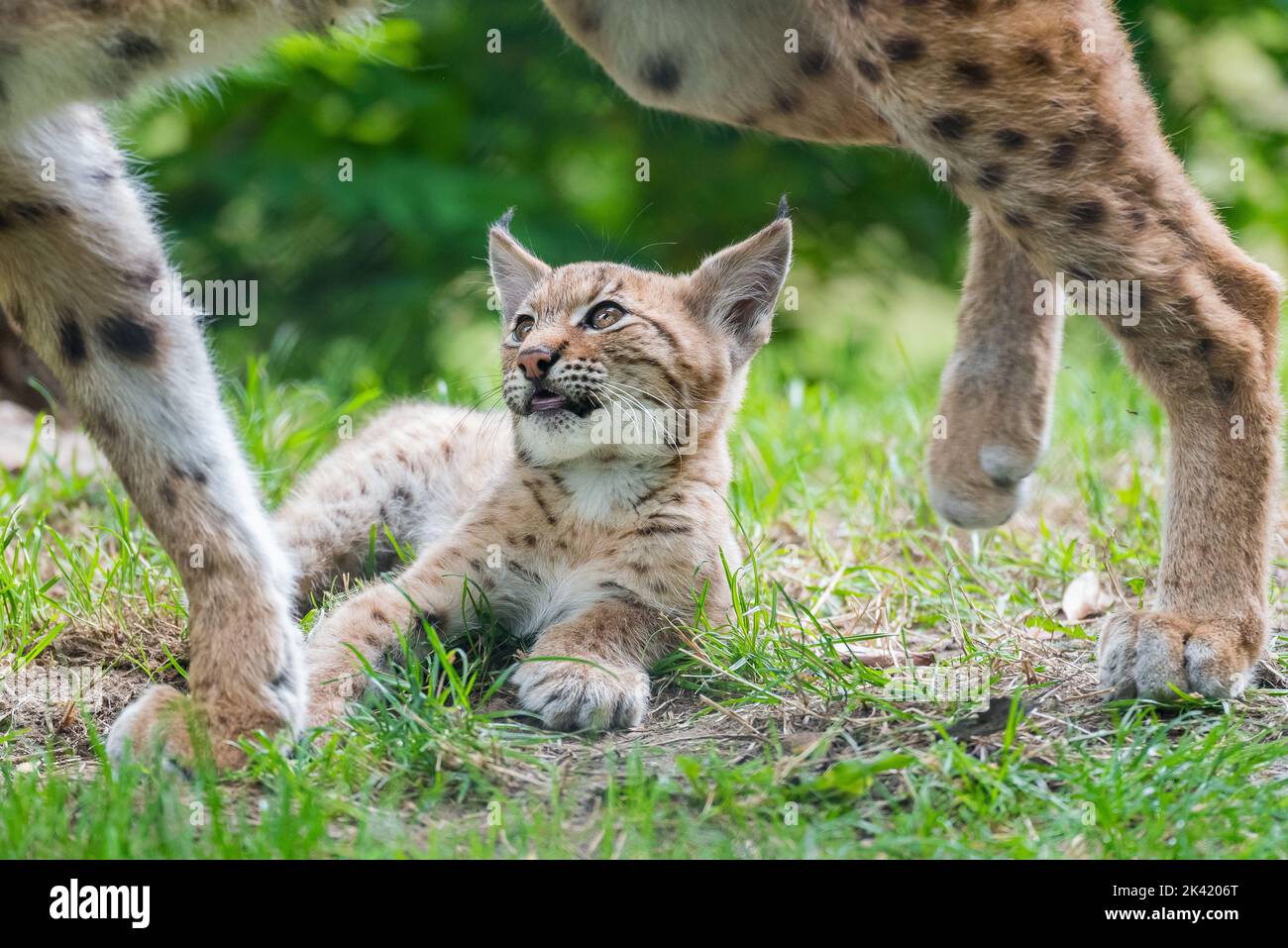 Lynx kitten Stock Photo