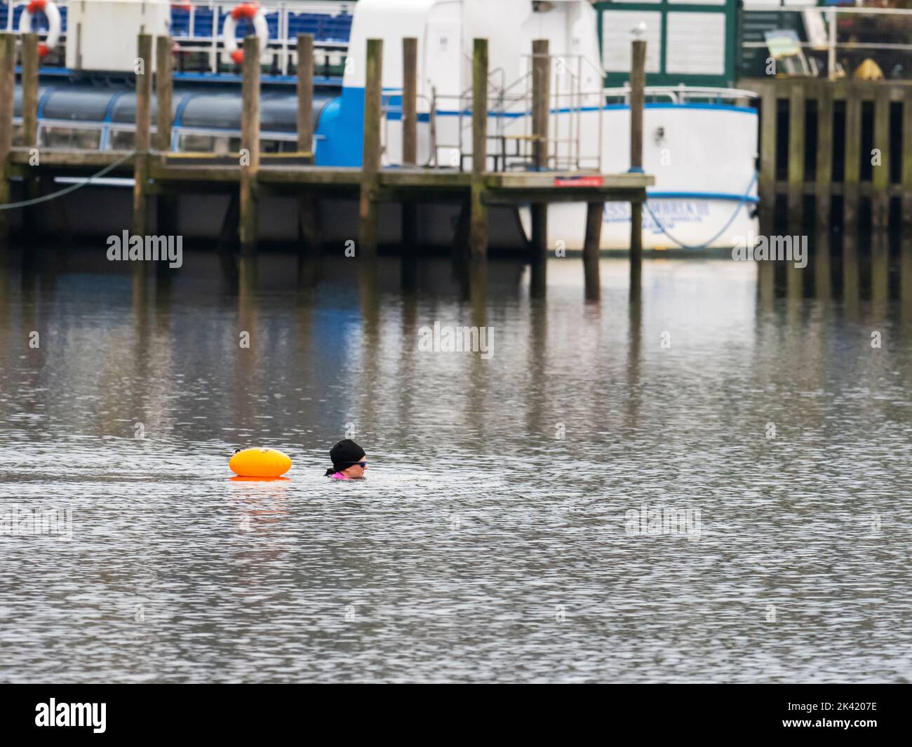 A woman swimming in Lake Windermere, Lake District, UK. Stock Photo