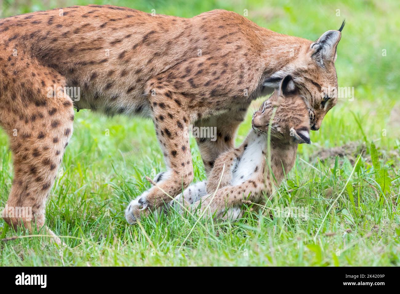 Lynx carrying kitten Stock Photo