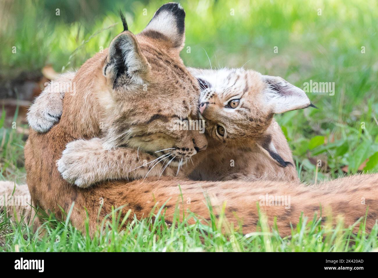 Lynx with kitten Stock Photo