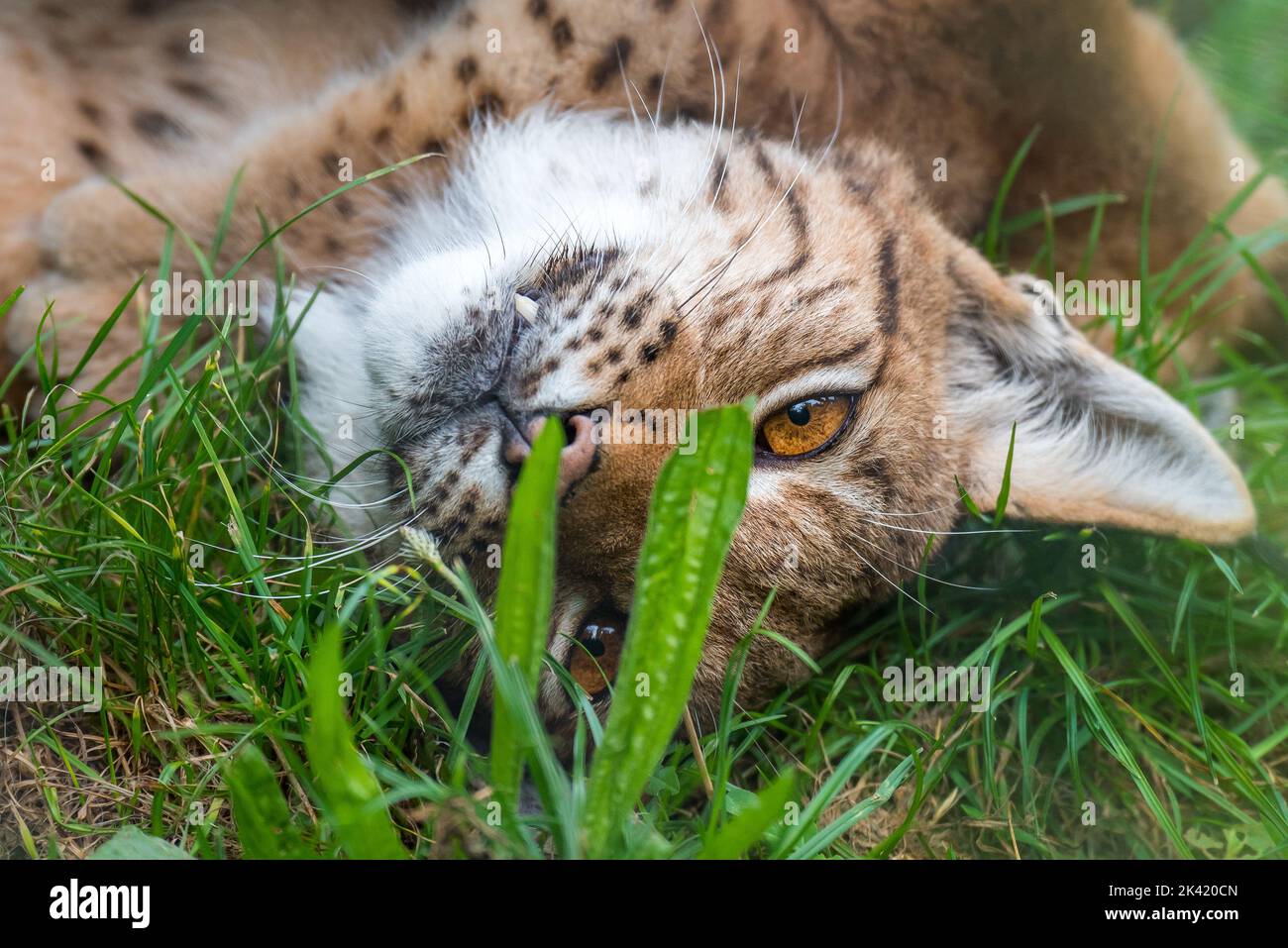 Lynx kitten Stock Photo