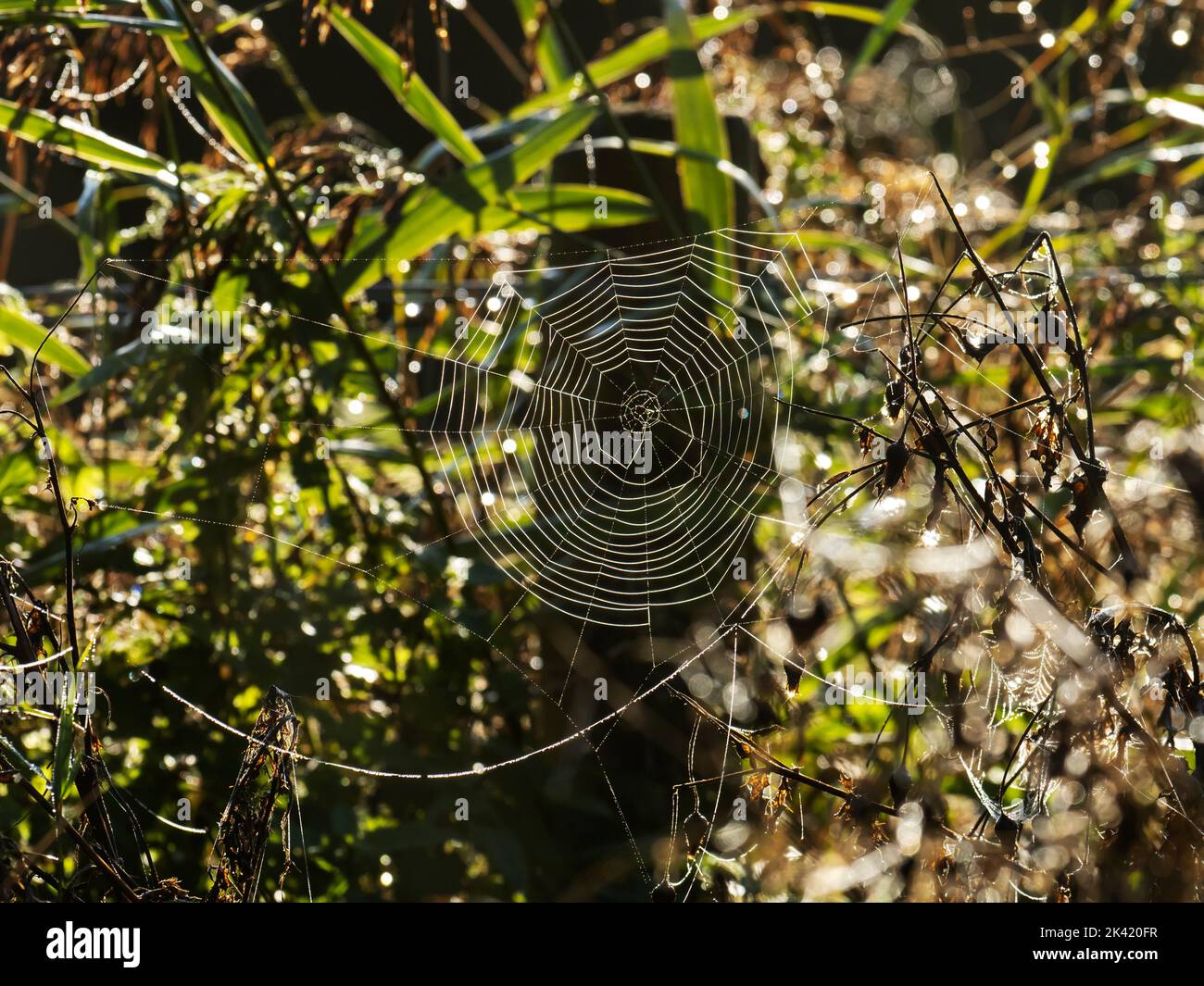 Dew on a spiders web at Leighton Moss, Silverdale, Lancashire, UK. Stock Photo