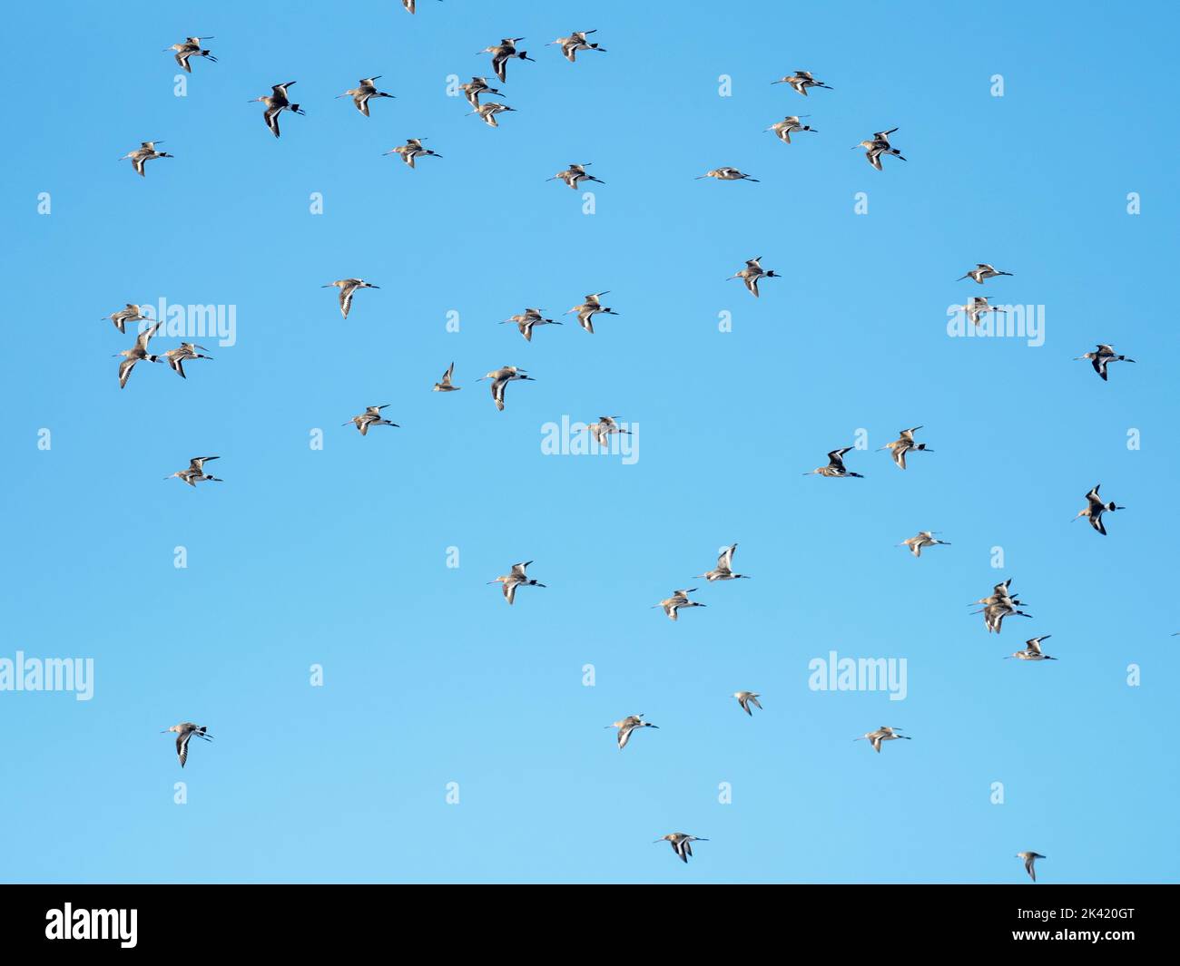 A flock of Black Tailed Godwit, Limosa limosa and Red Knot, Calidris canutus at Leighton Moss, Silverdale, Lancashire, UK. Stock Photo