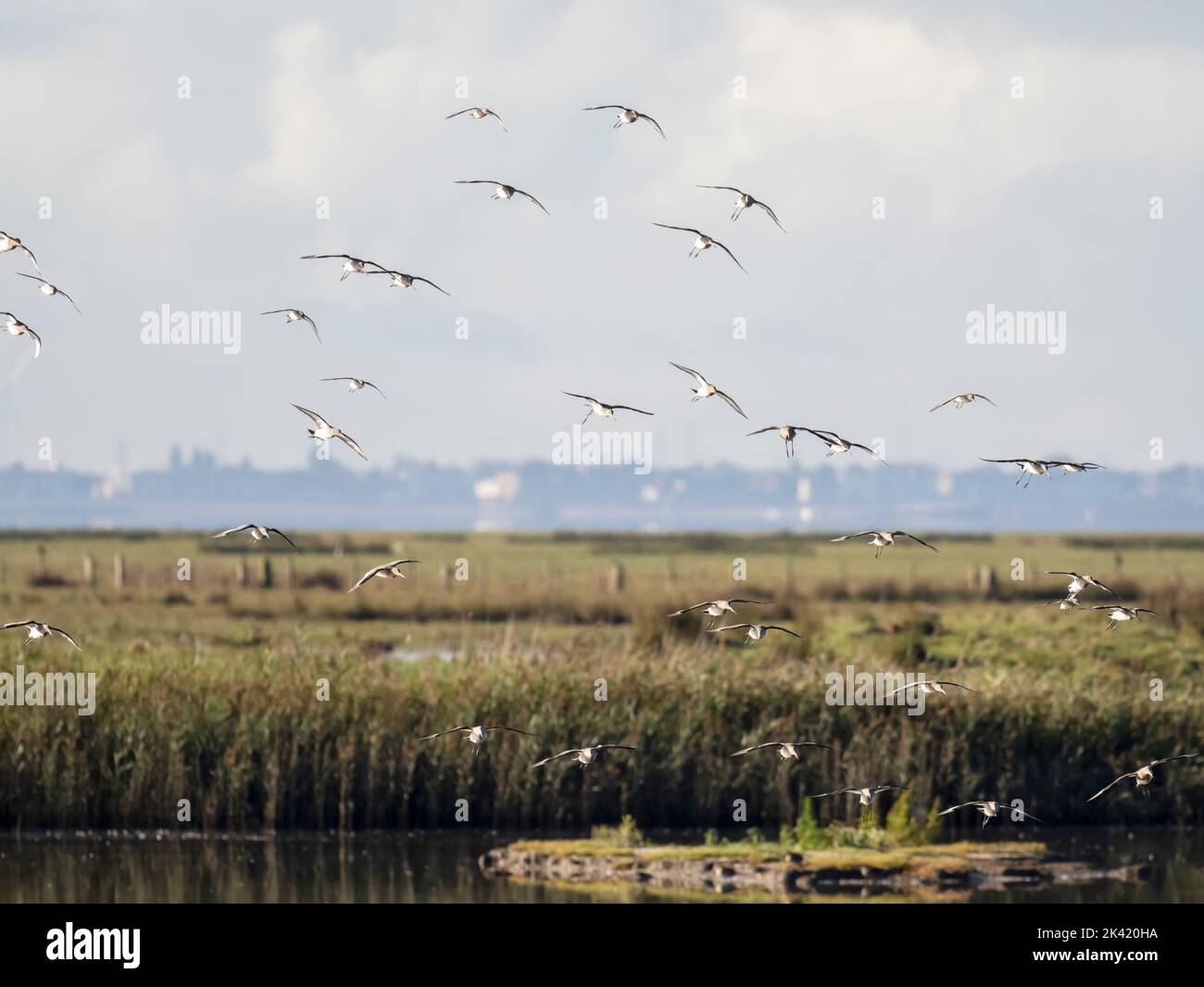 A flock of Black Tailed Godwit, Limosa limosa and Red Knot, Calidris canutus at Leighton Moss, Silverdale, Lancashire, UK. Stock Photo