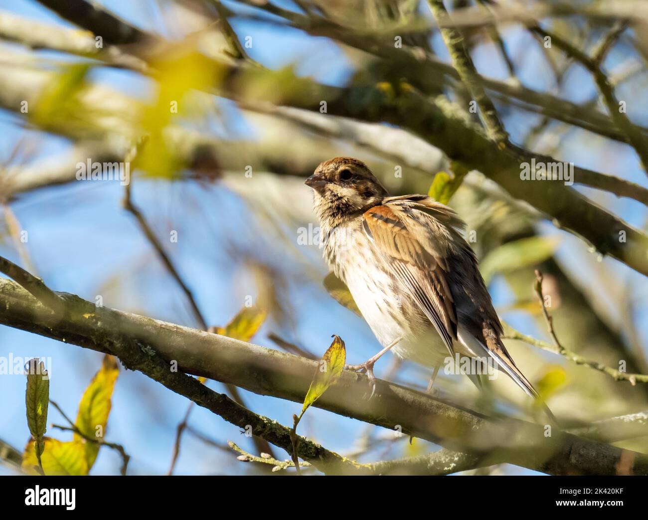 A Reed Bunting, Emberiza schoeniclus at Leighton Moss, Silverdale, Lancashire, UK. Stock Photo