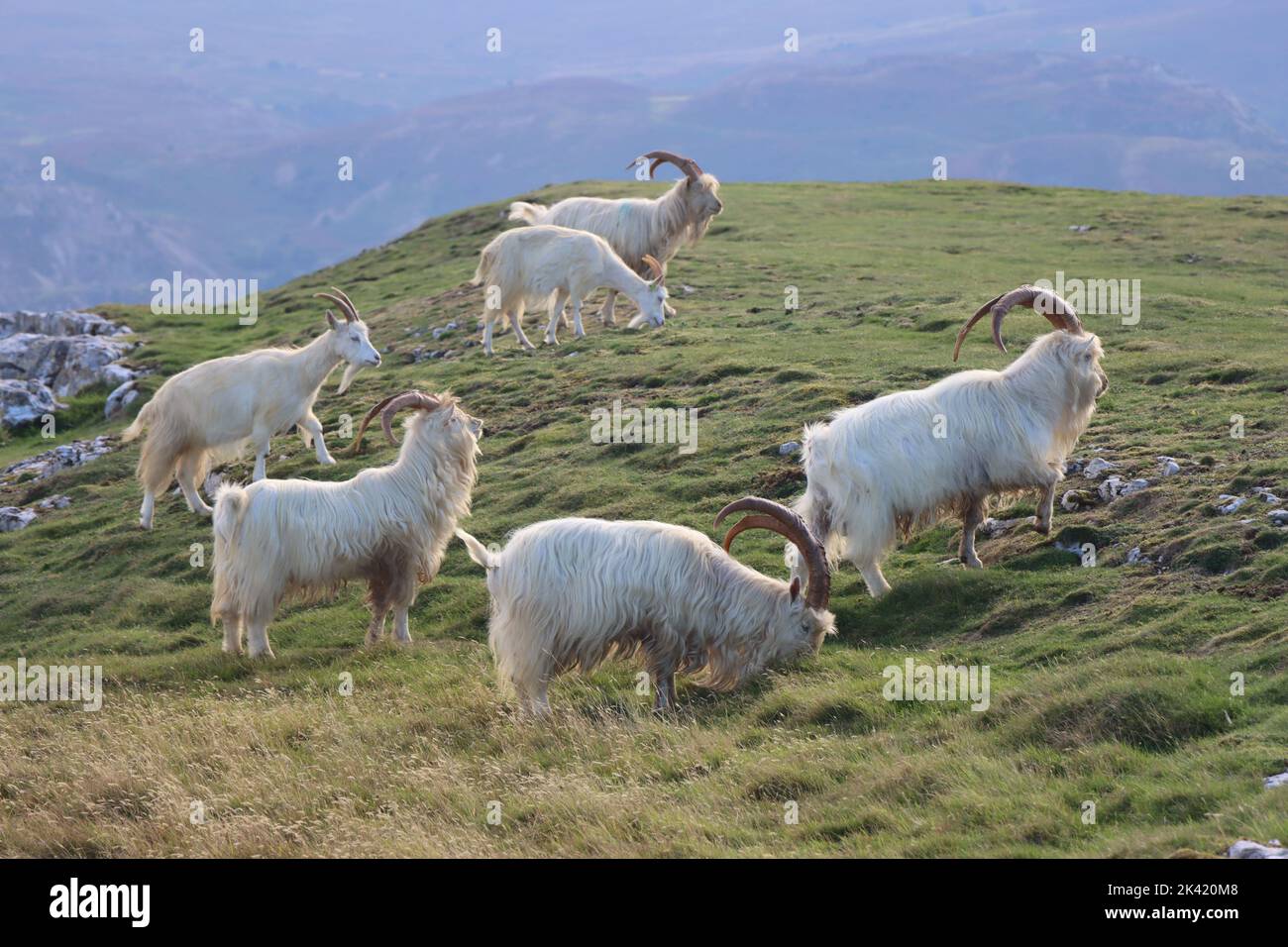 Kashmiri Goats on the Great Orme, near Llandudno, North Wales Stock Photo