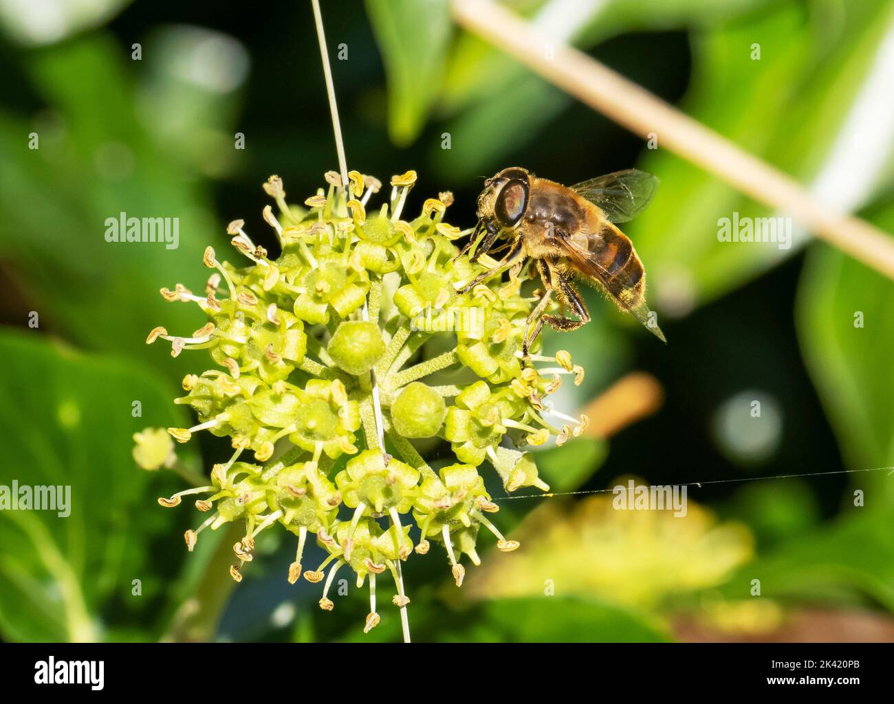 A Hover Fly feeding on Ivy flowers at Leighton Moss, Silverdale, Lancashire, UK. Stock Photo