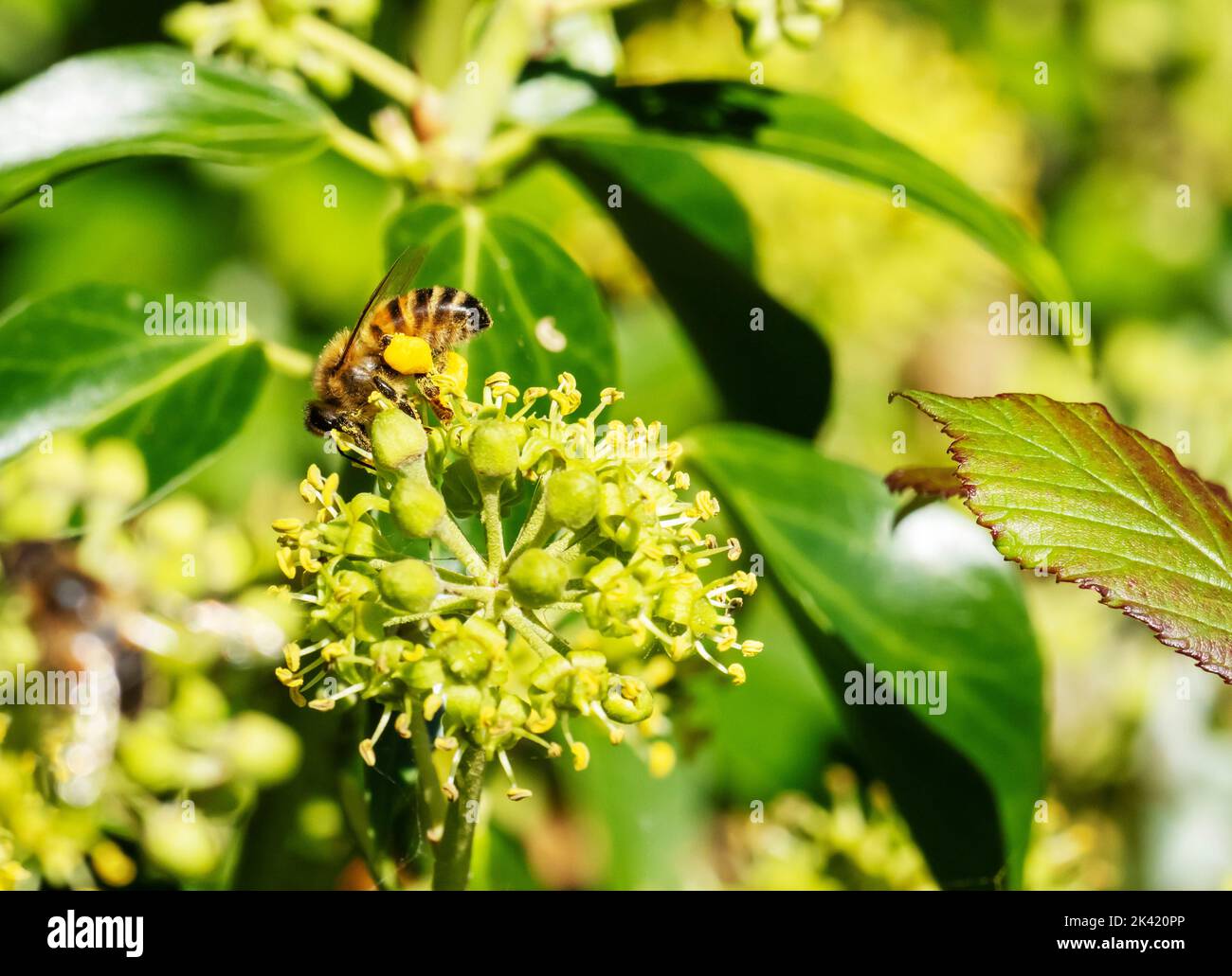 A Hover Fly feeding on Ivy flowers at Leighton Moss, Silverdale, Lancashire, UK. Stock Photo