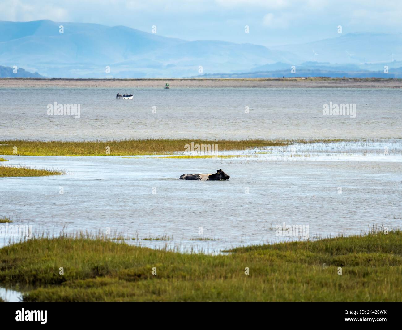 Cows swimming off the saltmarsh onto Walney Island at high tide, Cumbria, UK. Stock Photo