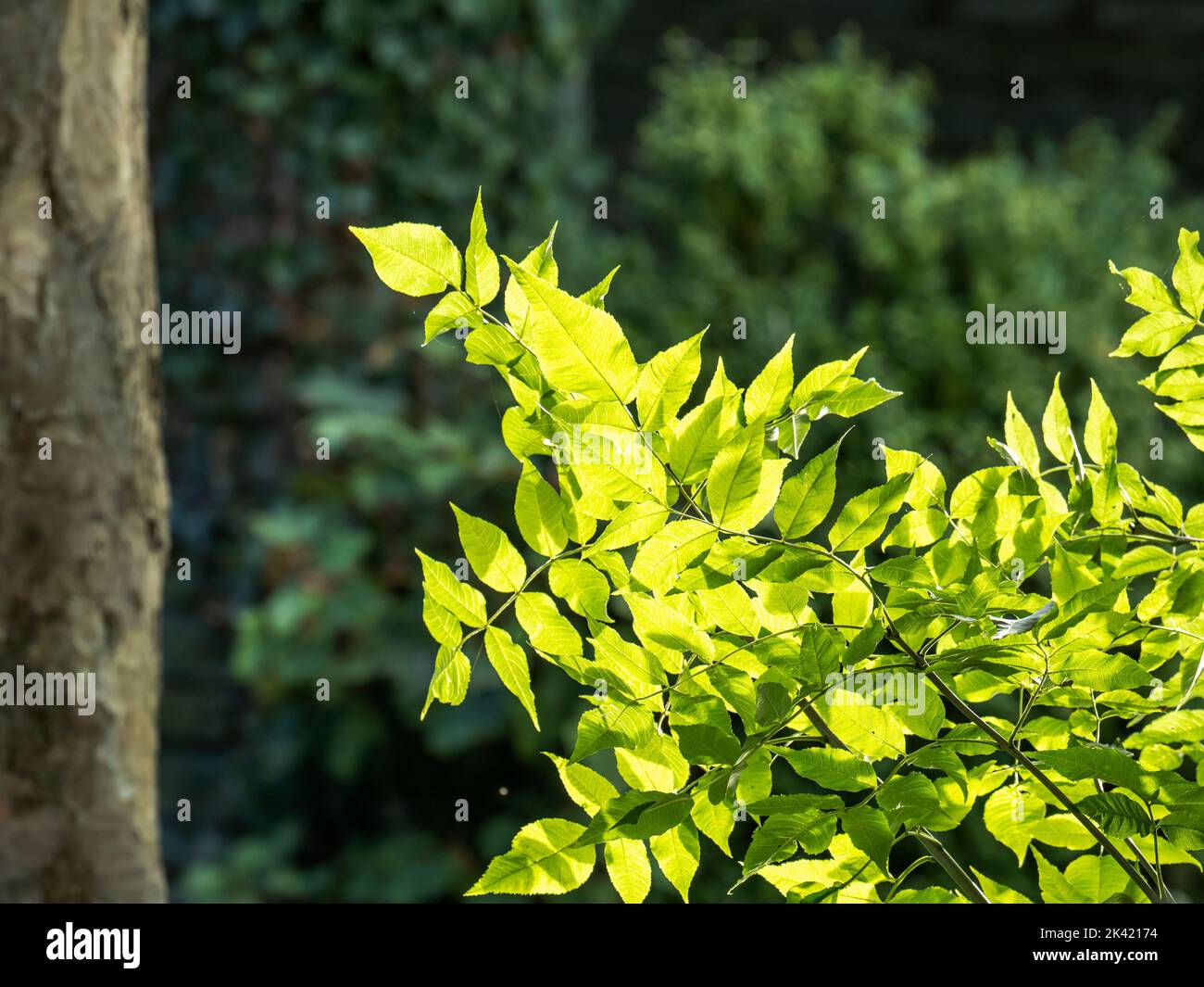 Backlit leaves in Ambleside, Lake District, UK. Stock Photo