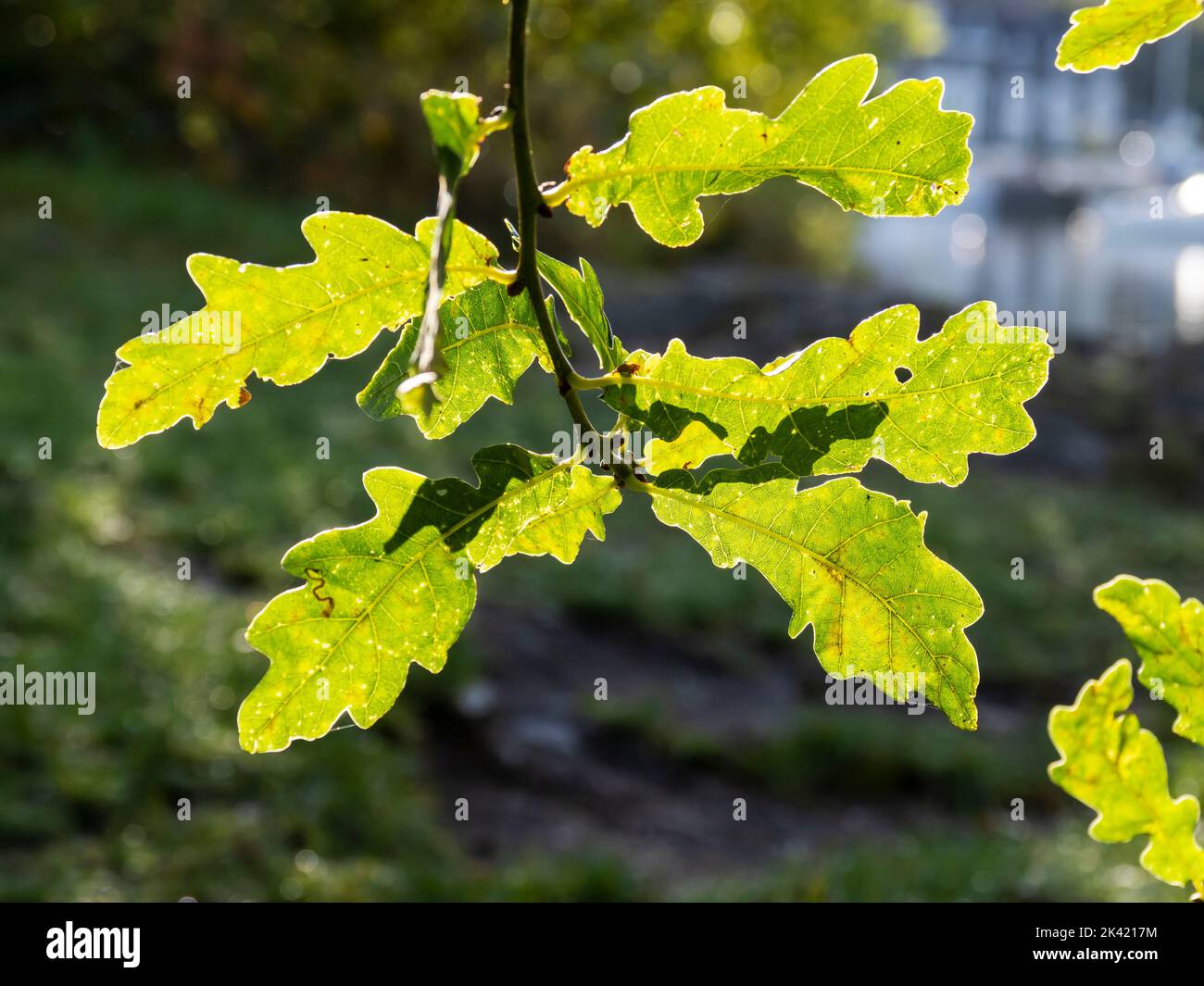 Backlit Oak leaves in Ambleside, Lake District, UK. Stock Photo