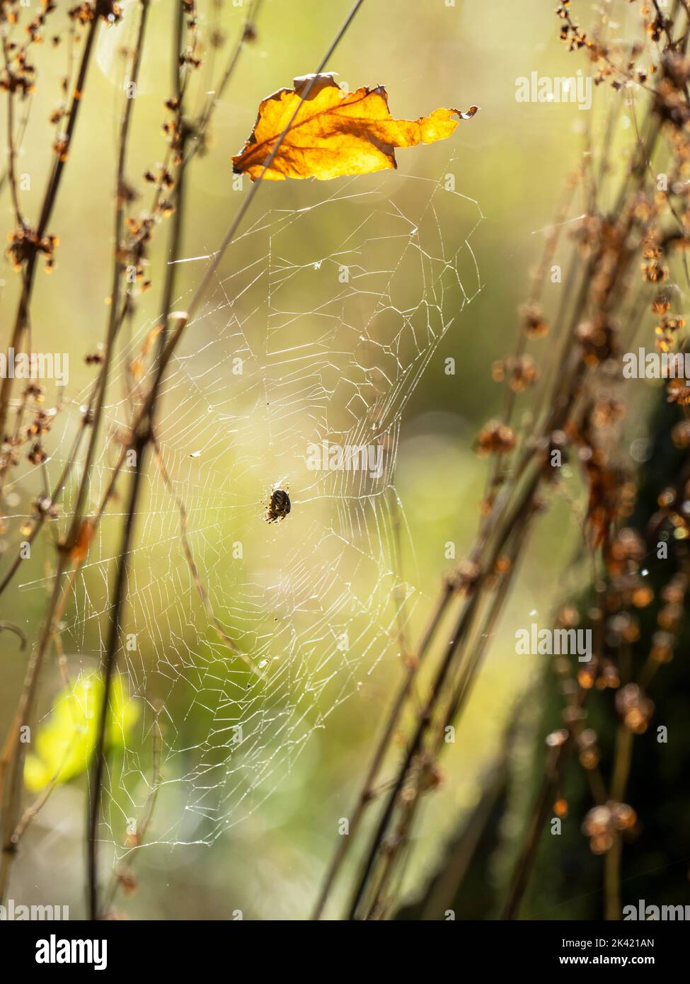 A backlit spiders web and spider in Ambleside, Lake District, UK with a leaf stuck in the web. Stock Photo